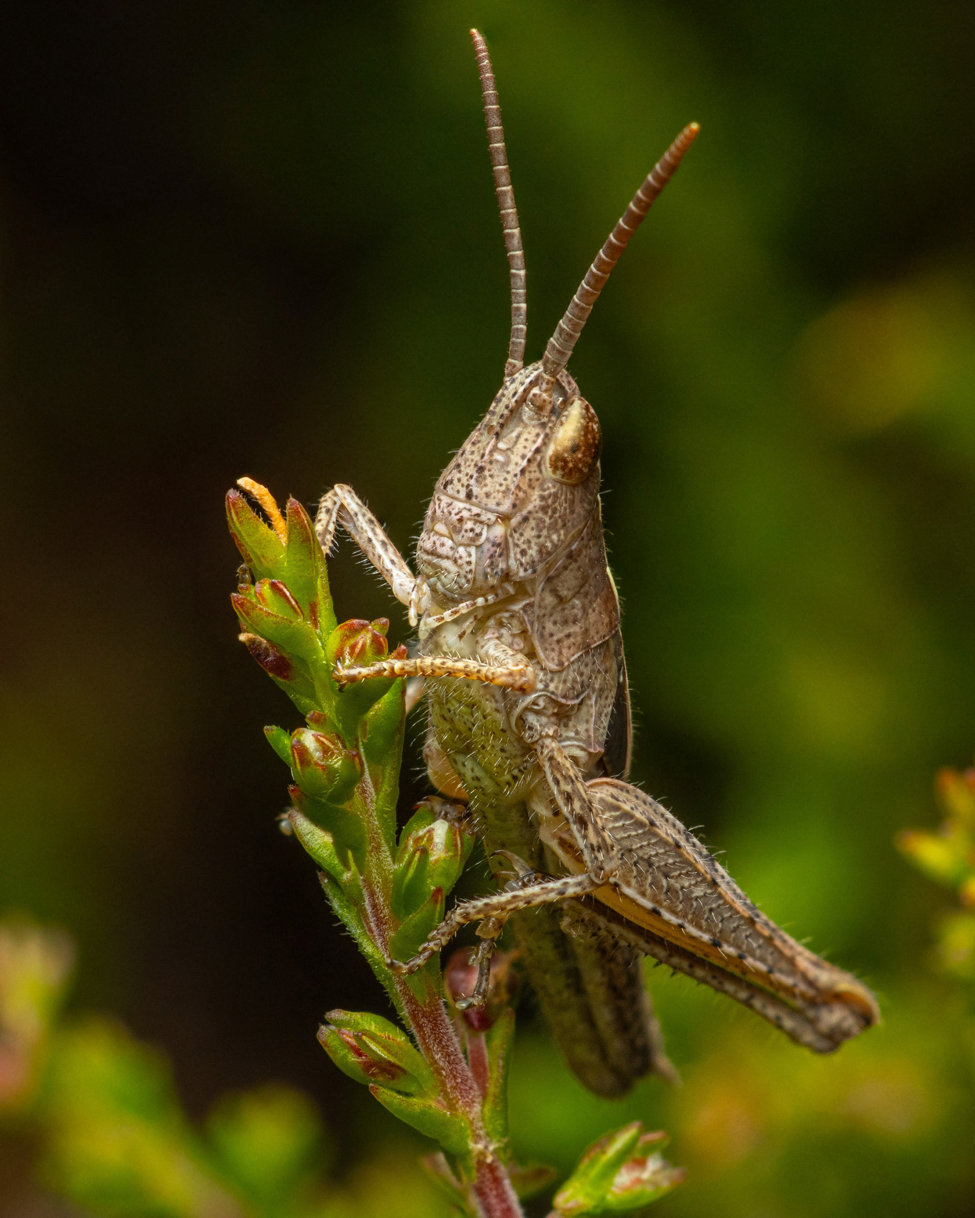 Heinäsirkka (7.7.2023)