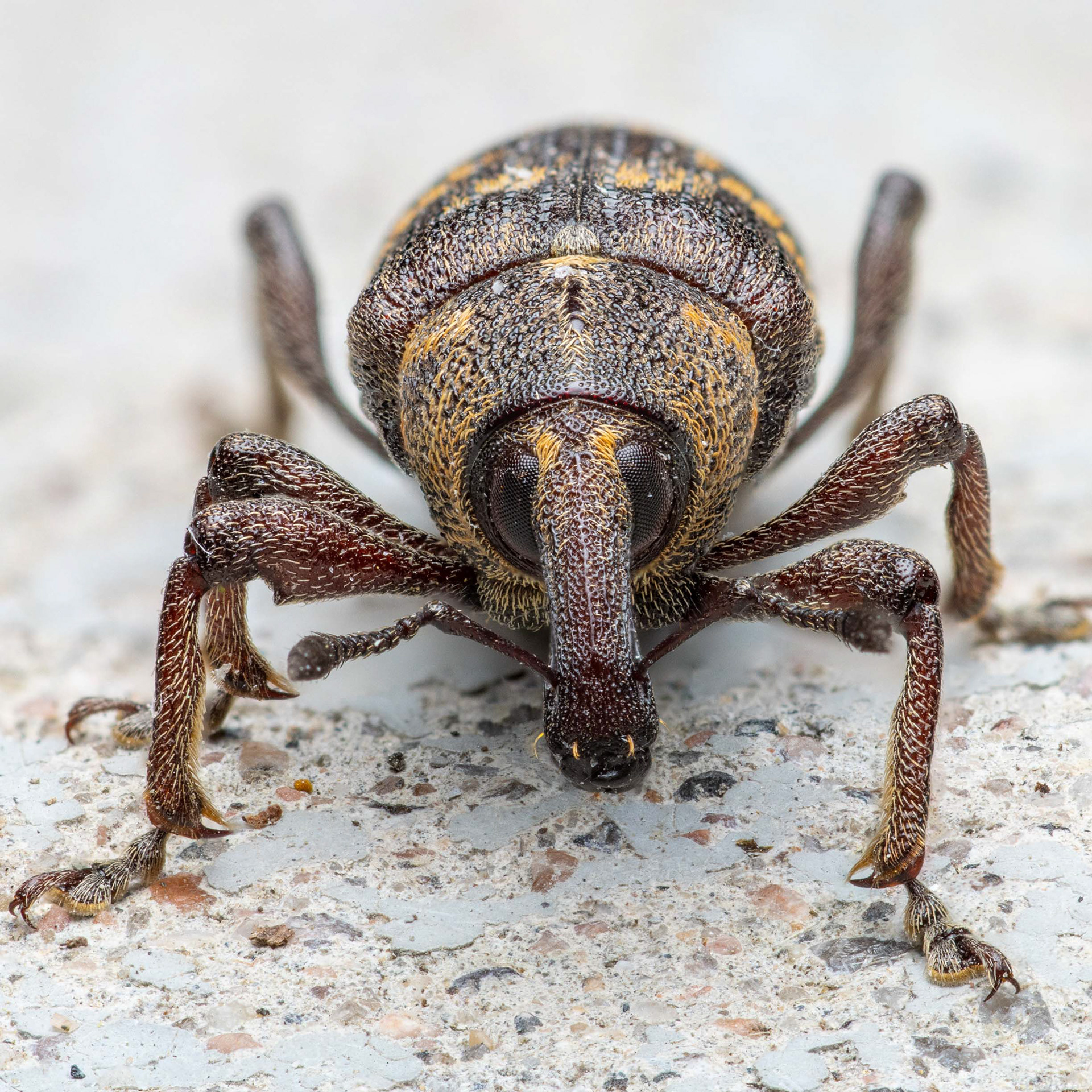 Tukkimiehentäi (23.4.2023)