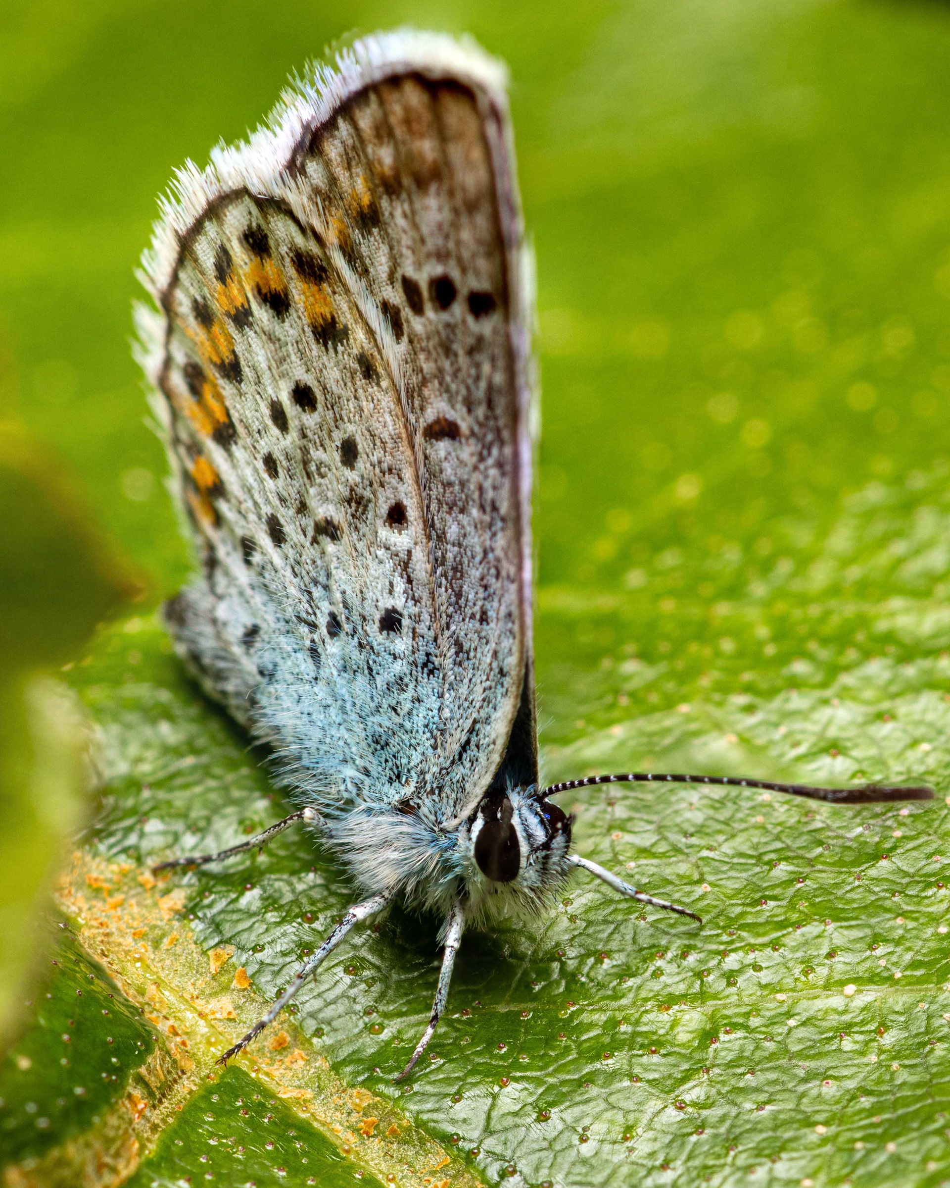 Kangassinisiipi (30.7.2023)