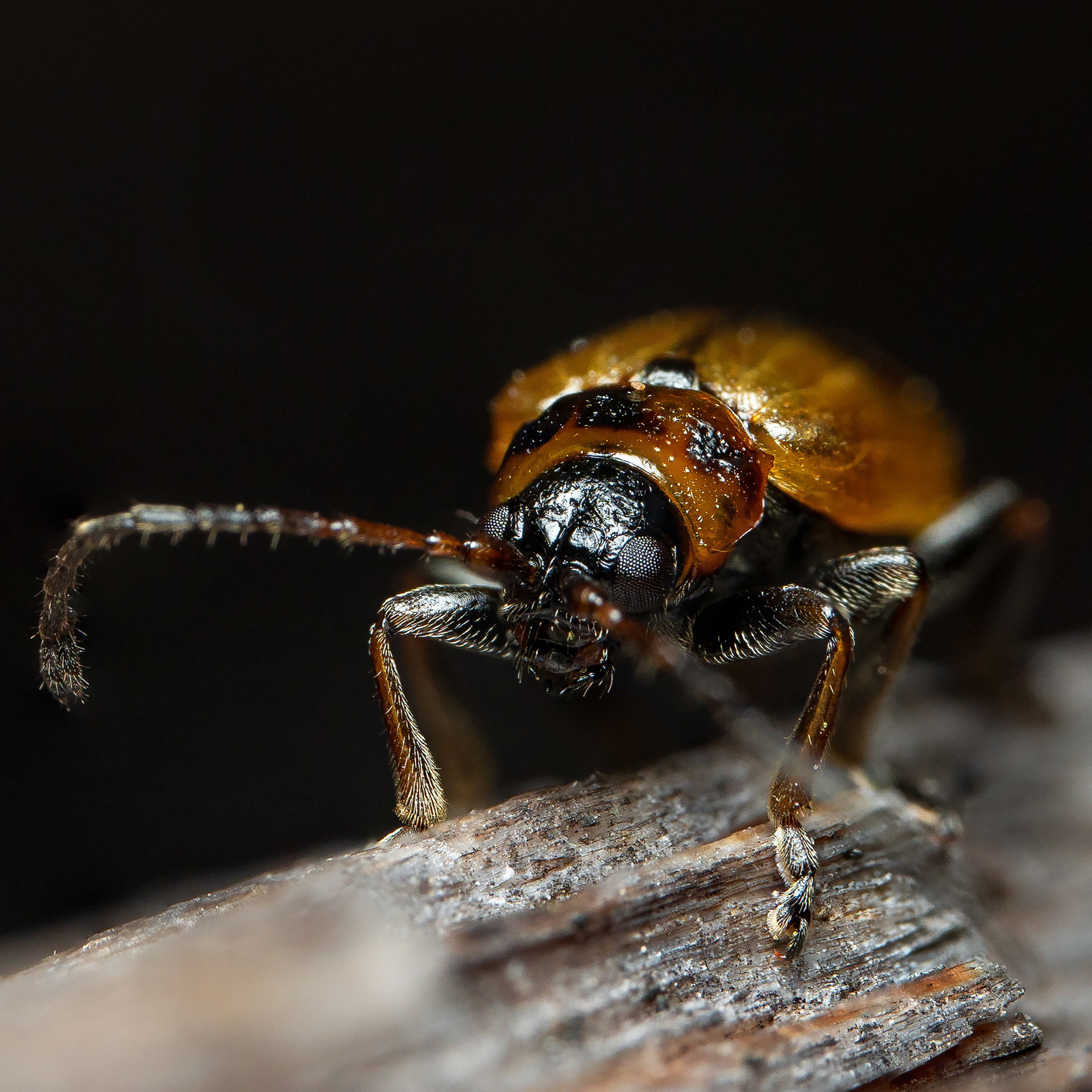 Määrittelemätön kovakuoriainen (4.5.2024)