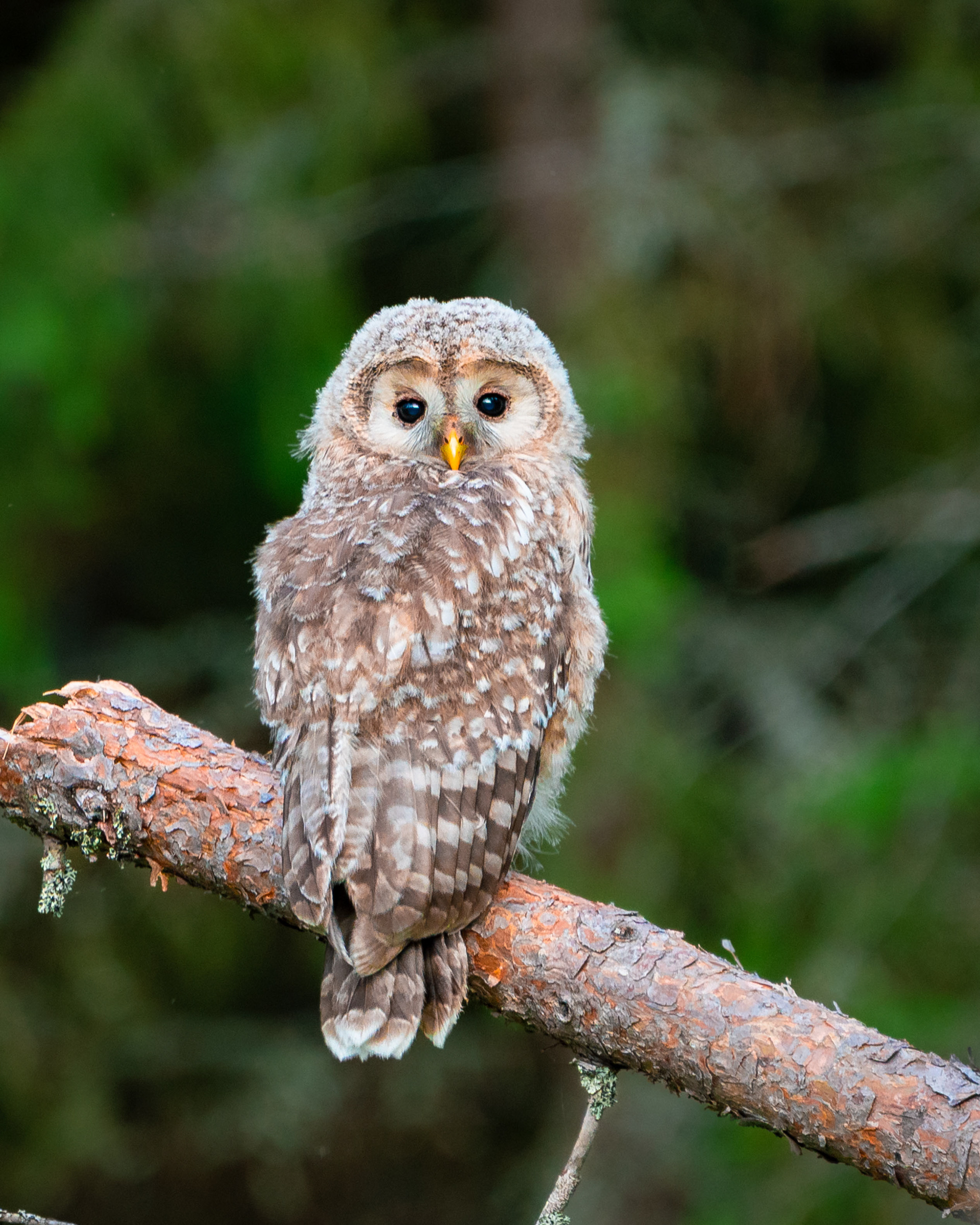 Viirupöllön poikanen (6.2025)