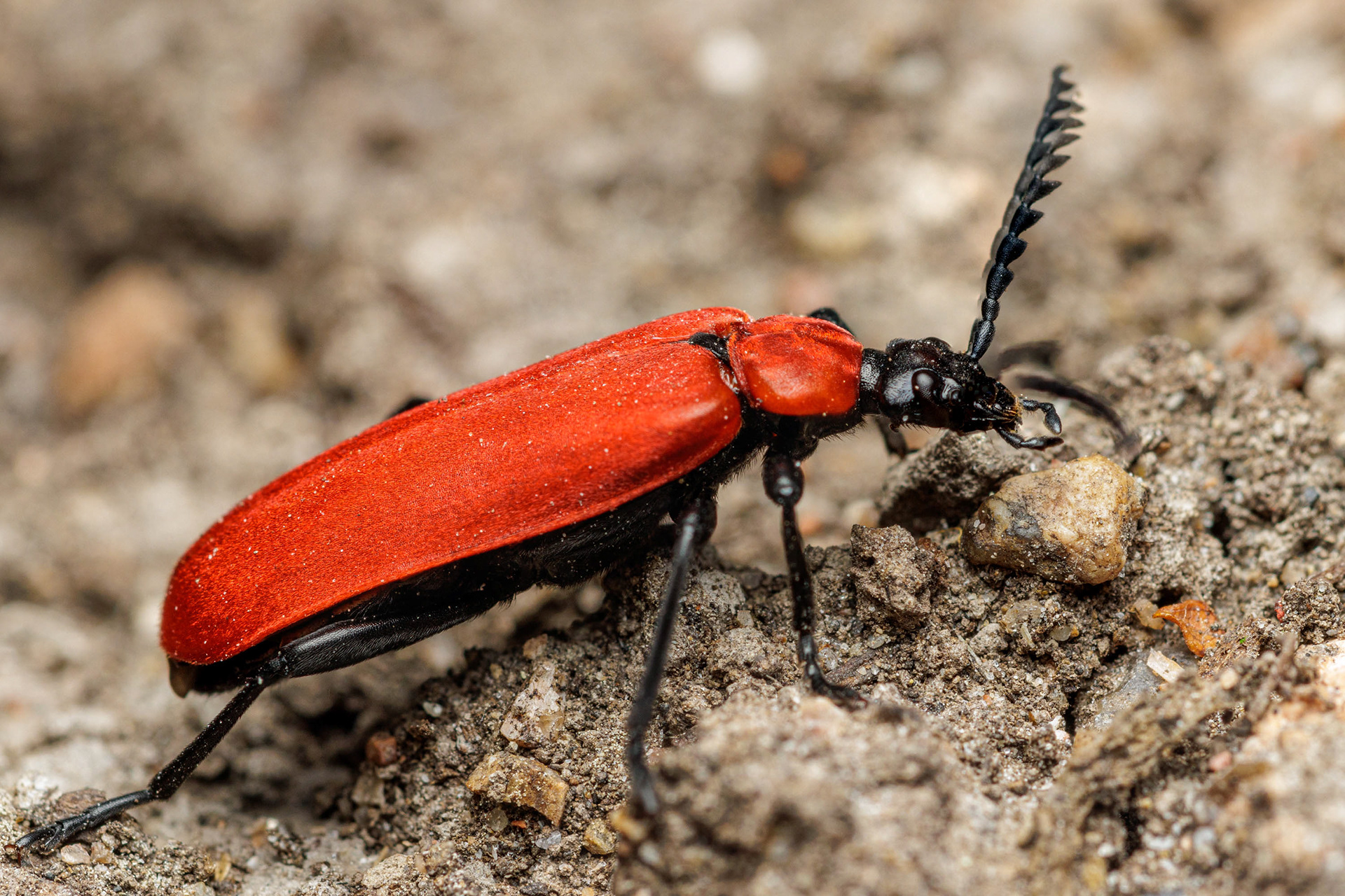 Punahelokuoriainen (24.6.2022)