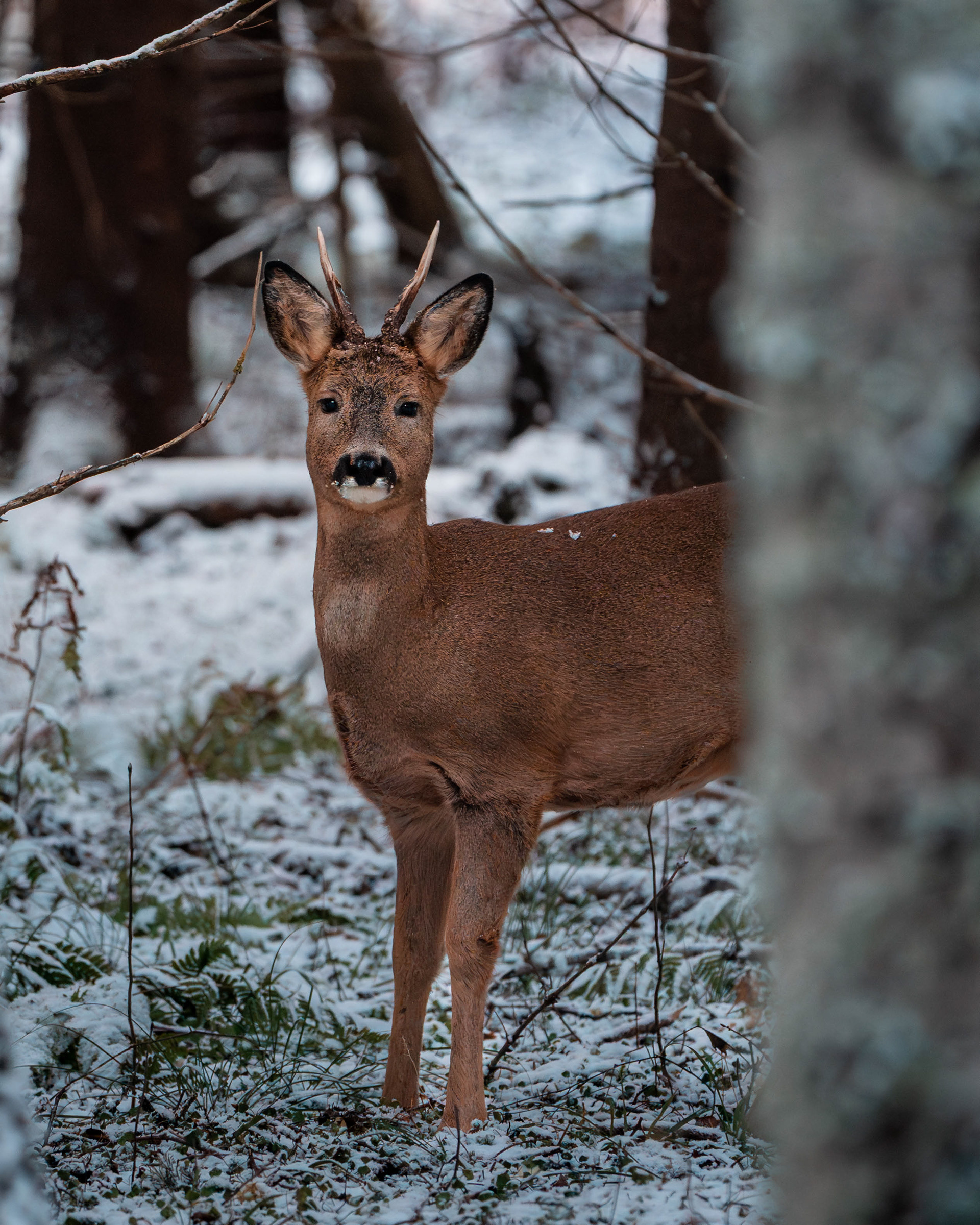 Metsäkauris (11.2025)