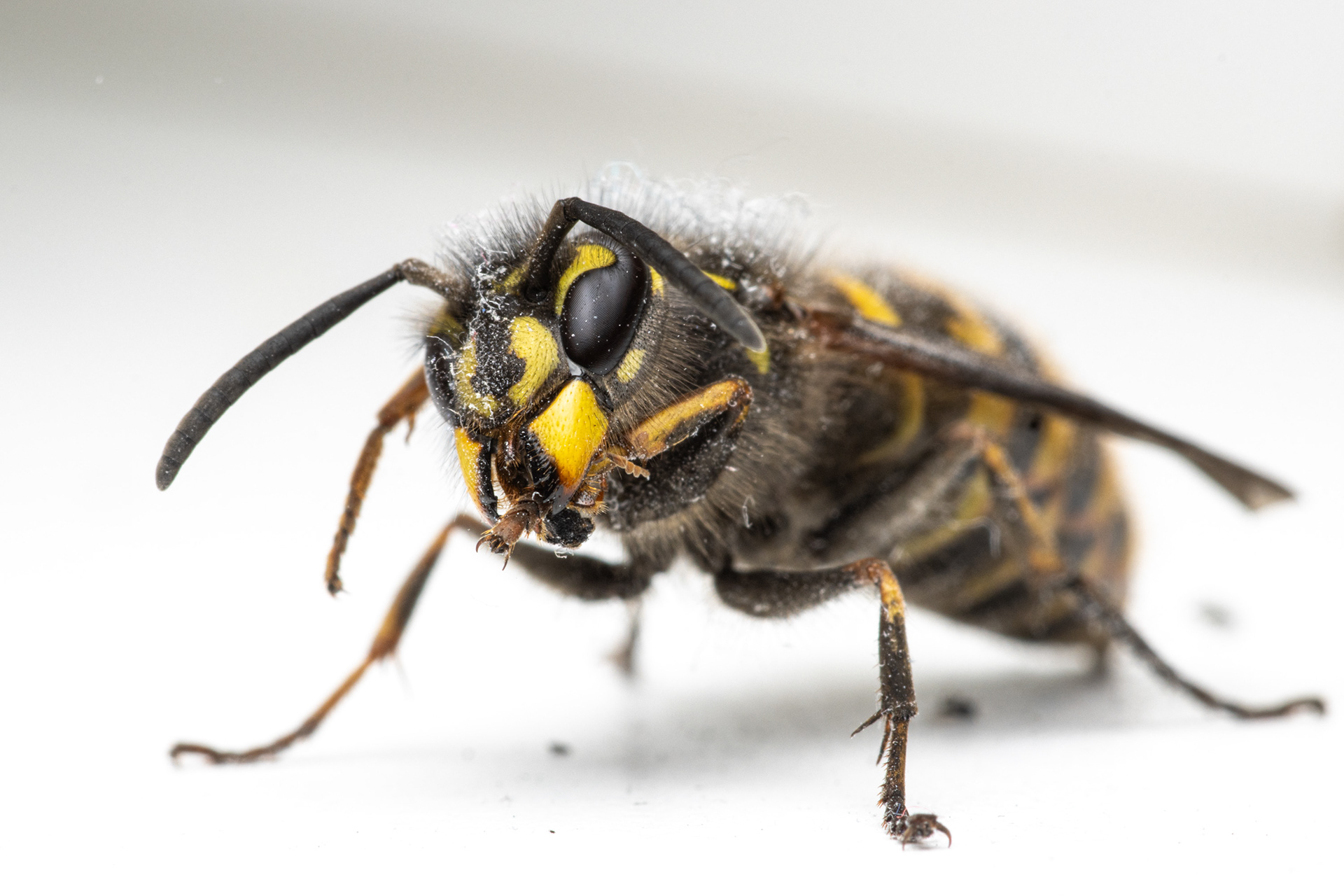 Piha-ampiainen (27.9.2021)