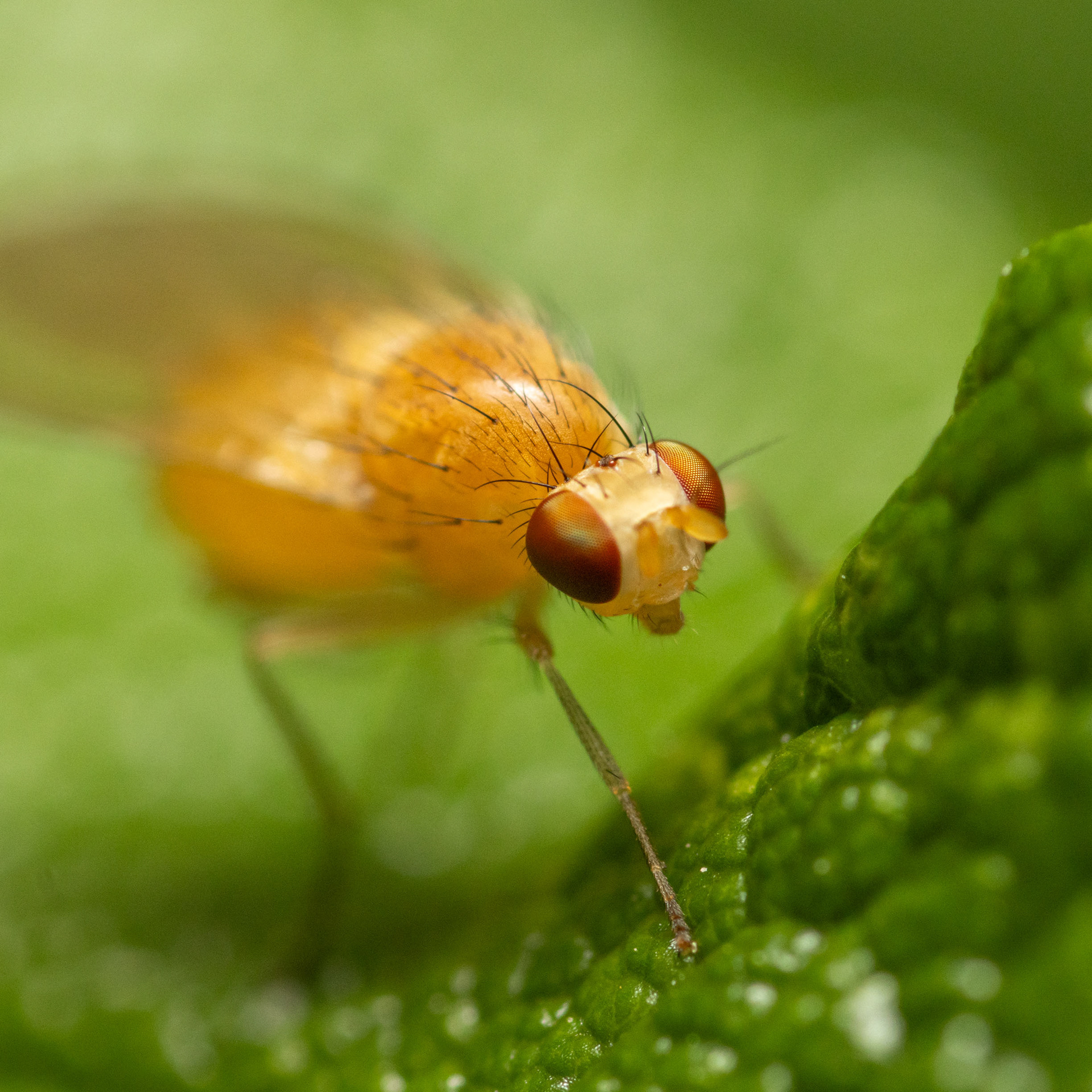 Banaanikärpänen (12.7.2021)