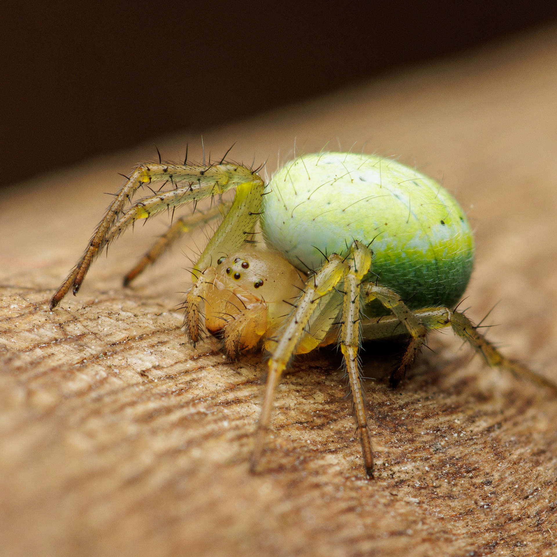 Kurkkuhämähäkki (2.7.2022)