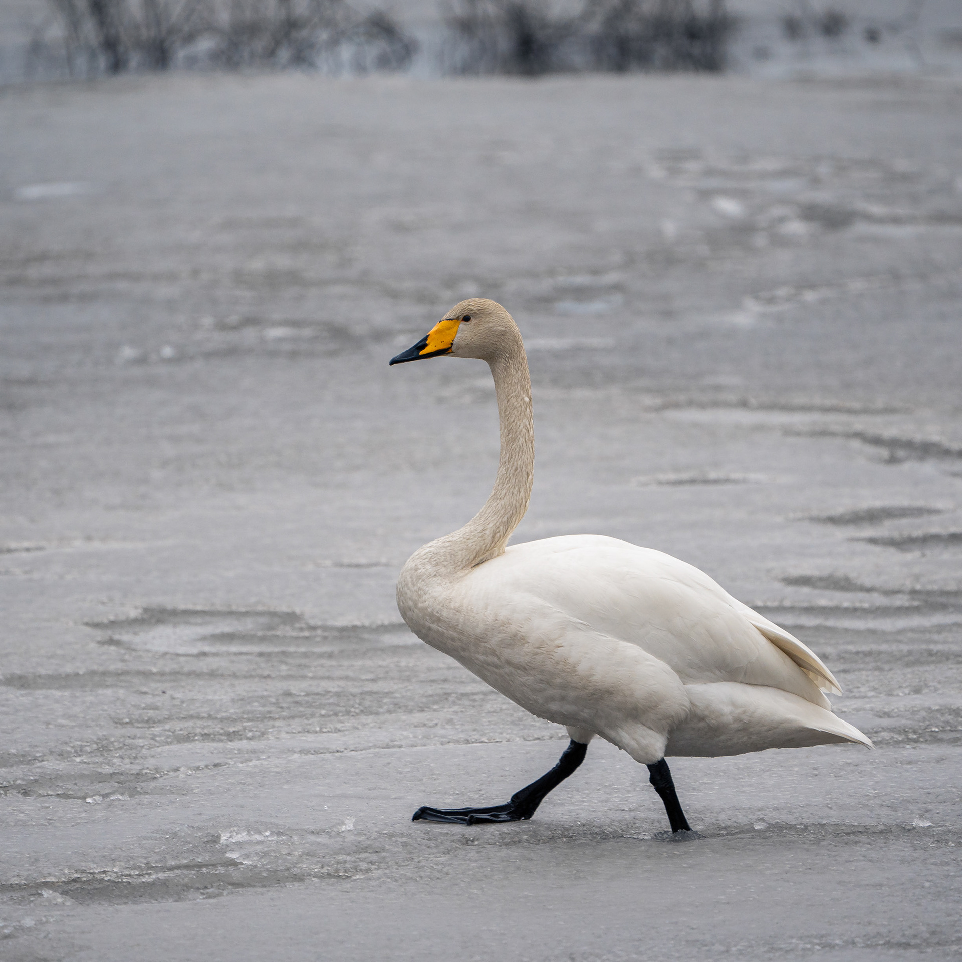 Laulujoutsen (4.2024)