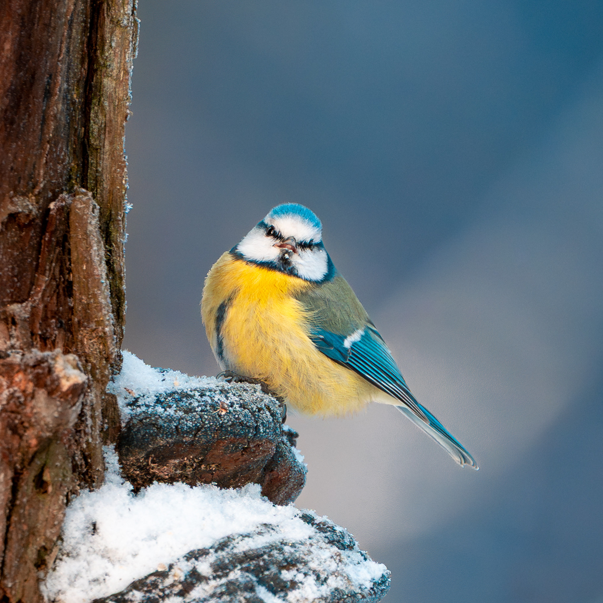 Sinitiainen (1.2026)