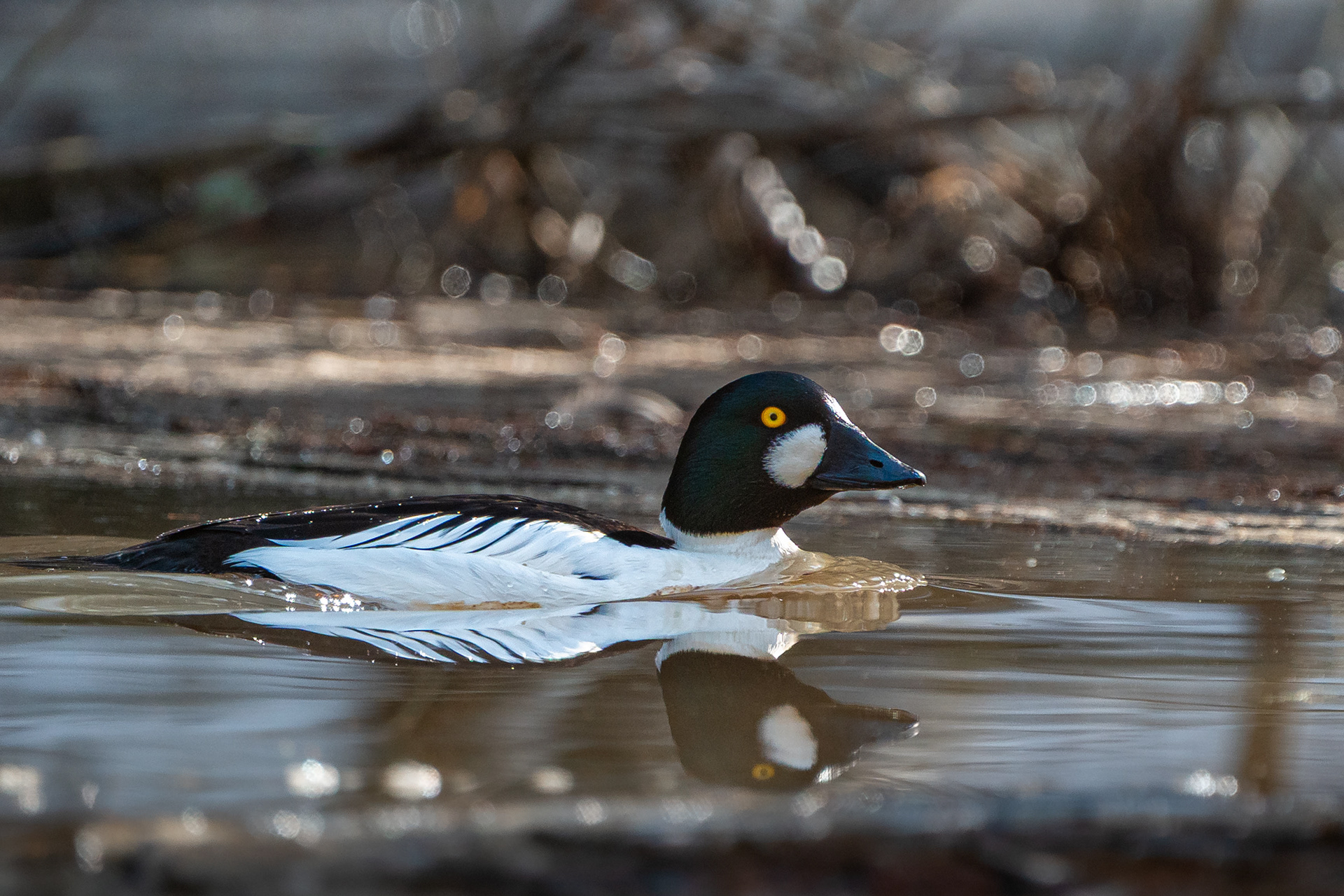 Telkkäkoiras (3.2025)