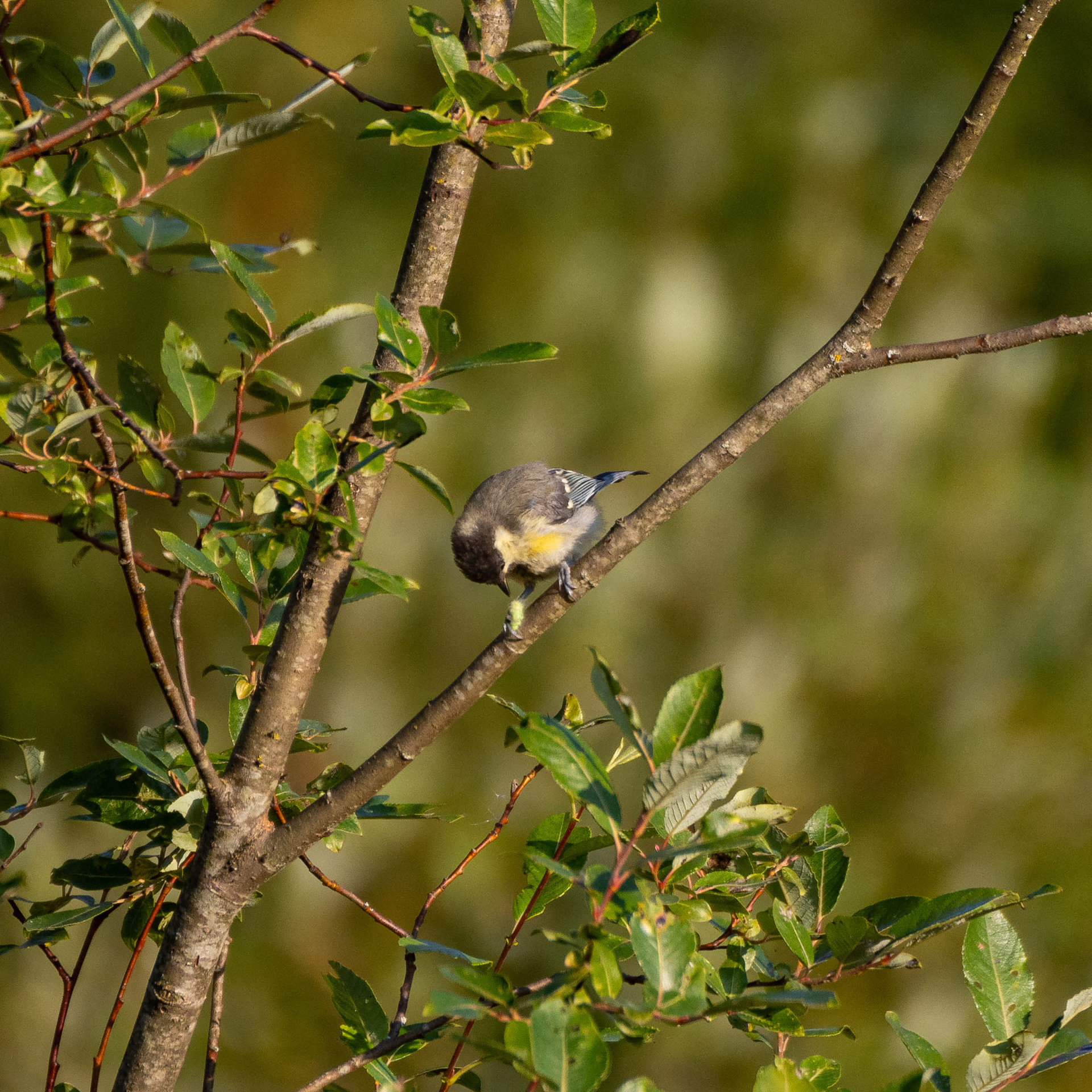 Talitiainen ruokailemassa (7.2021)