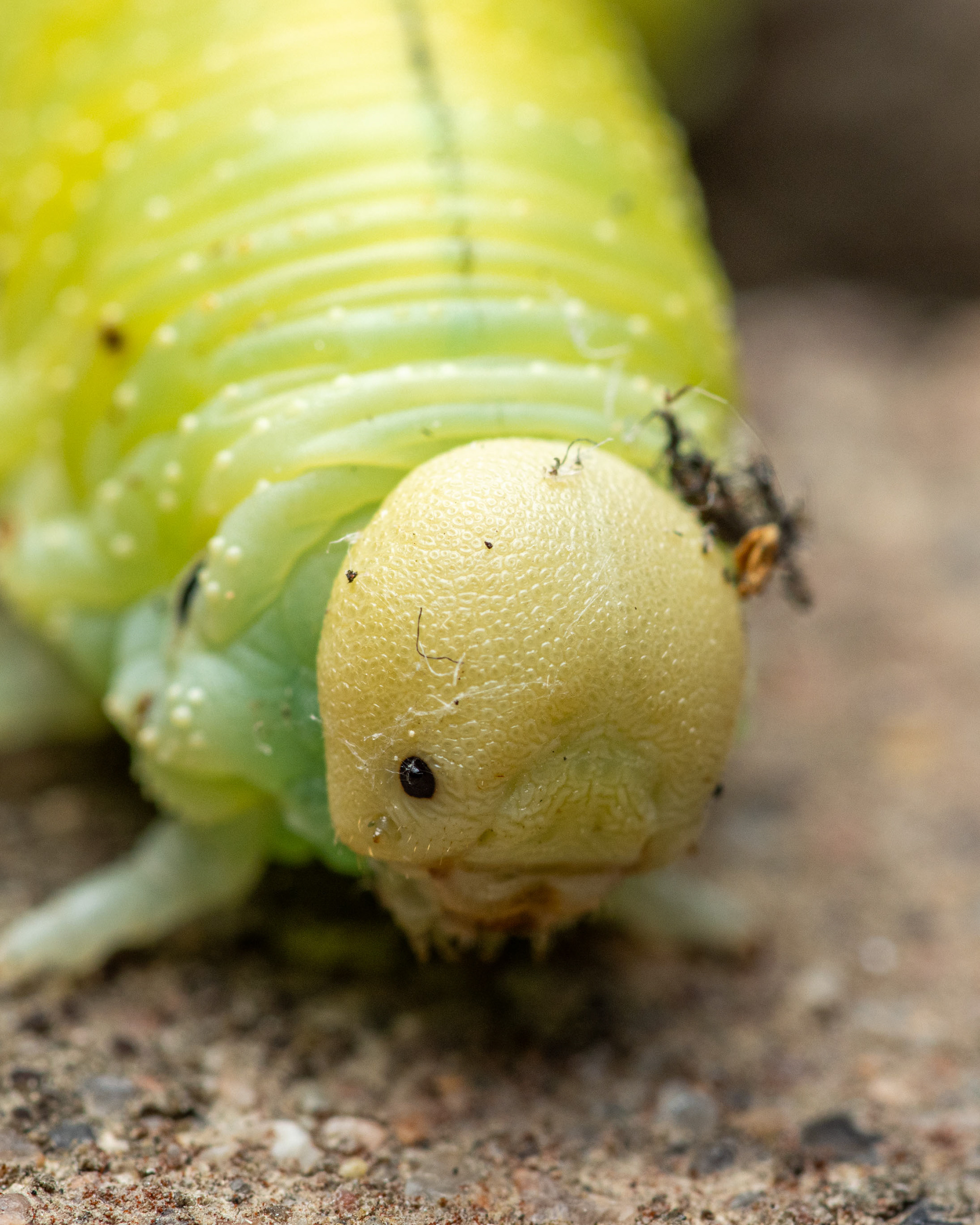Ukkonuijapistiäisen toukka (12.7.2023)