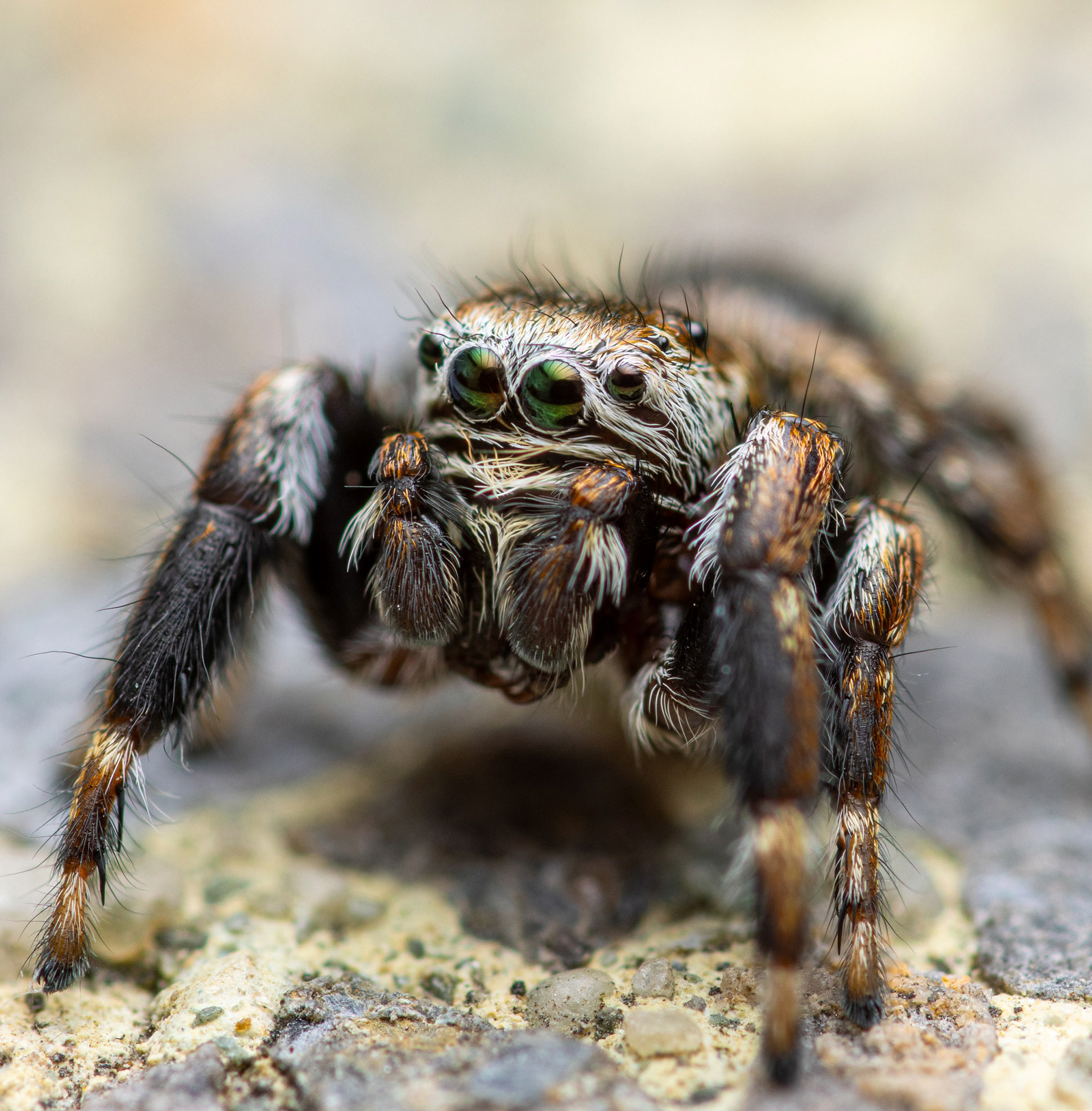 Sankasirppihypykki (25.7.2023)