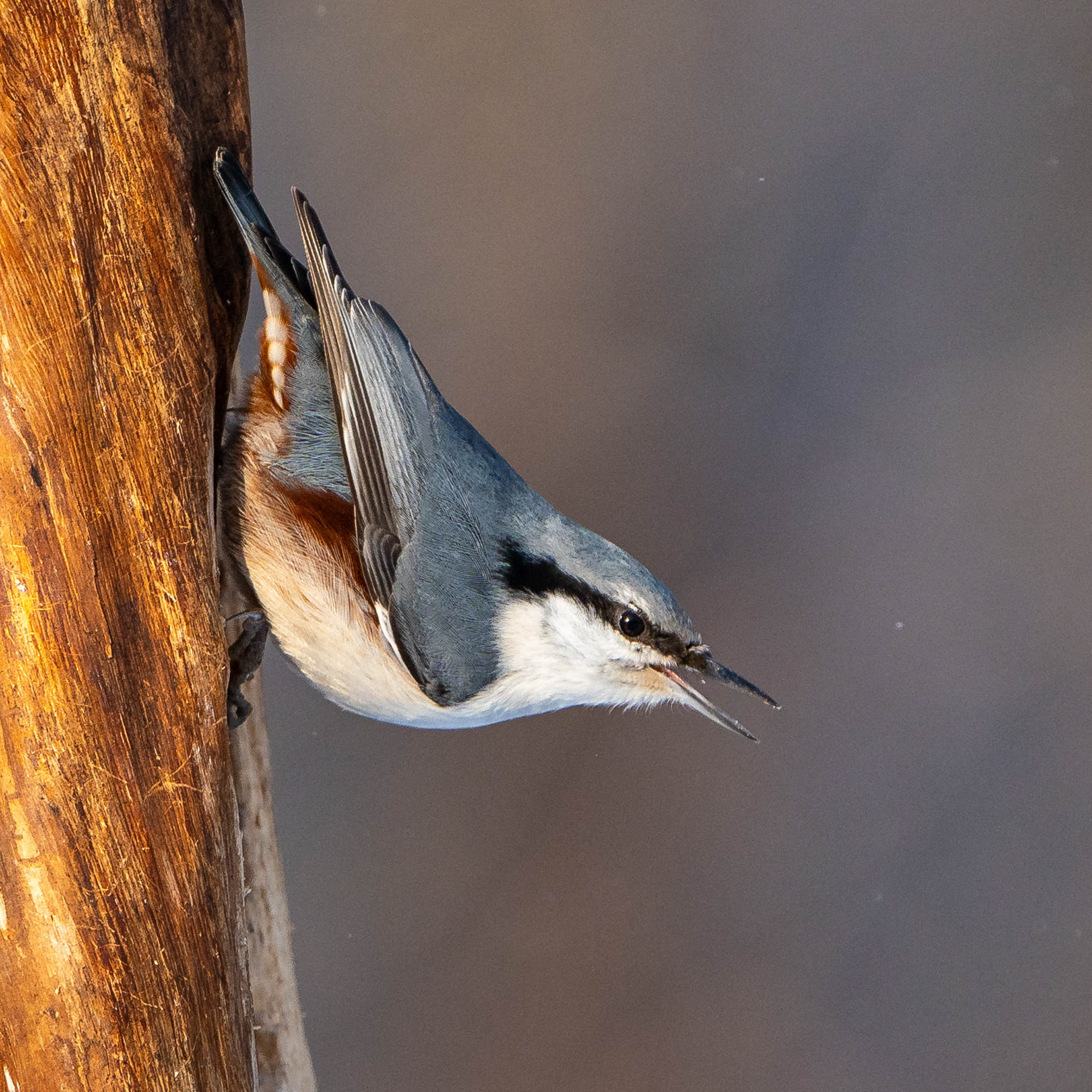 Pähkinänakkeli (2.2024)