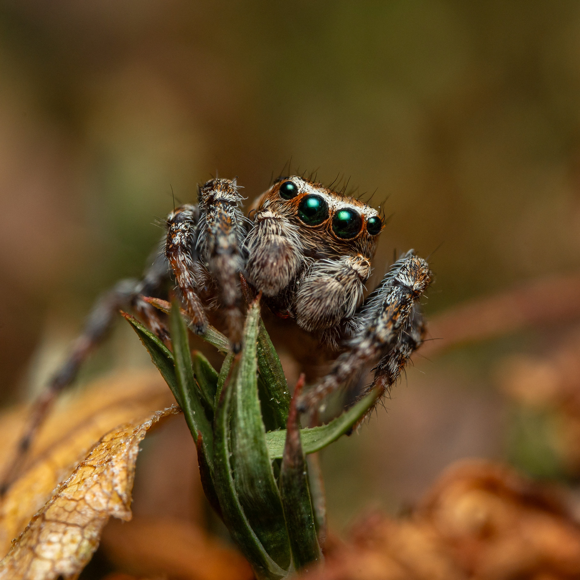 Kangassirppihypykki (23.6.2024)