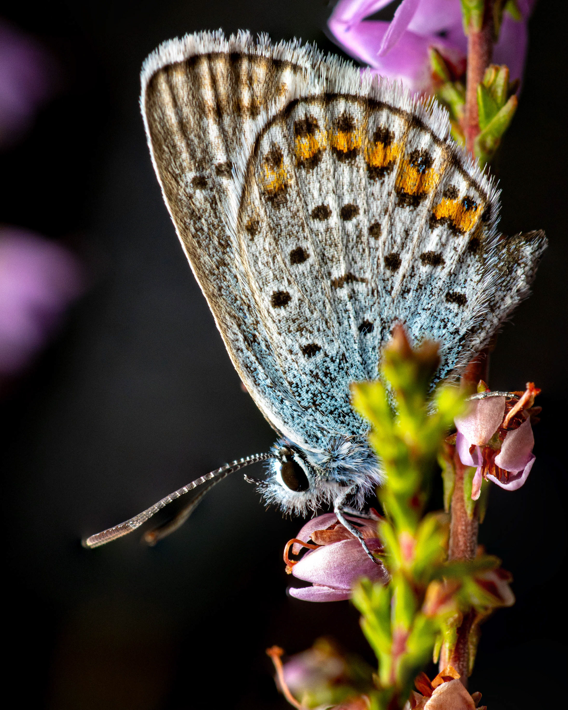 Kangassinisiipi (30.7.2023)