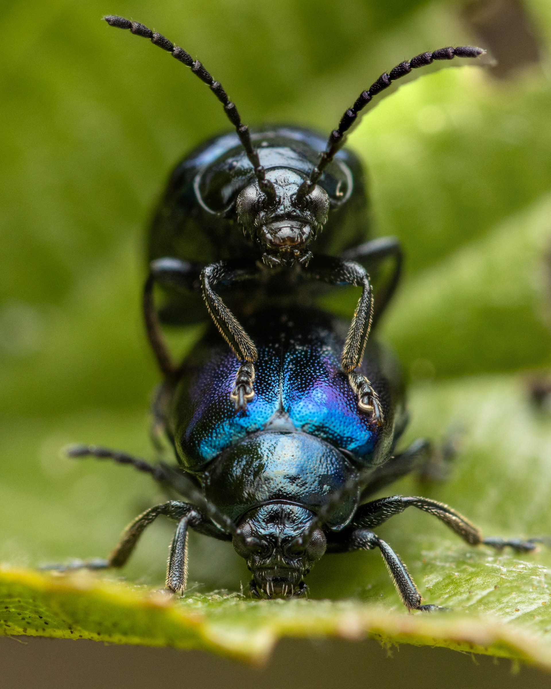 Idänlehtikuoriaiset parittelemassa (28.5.2022)