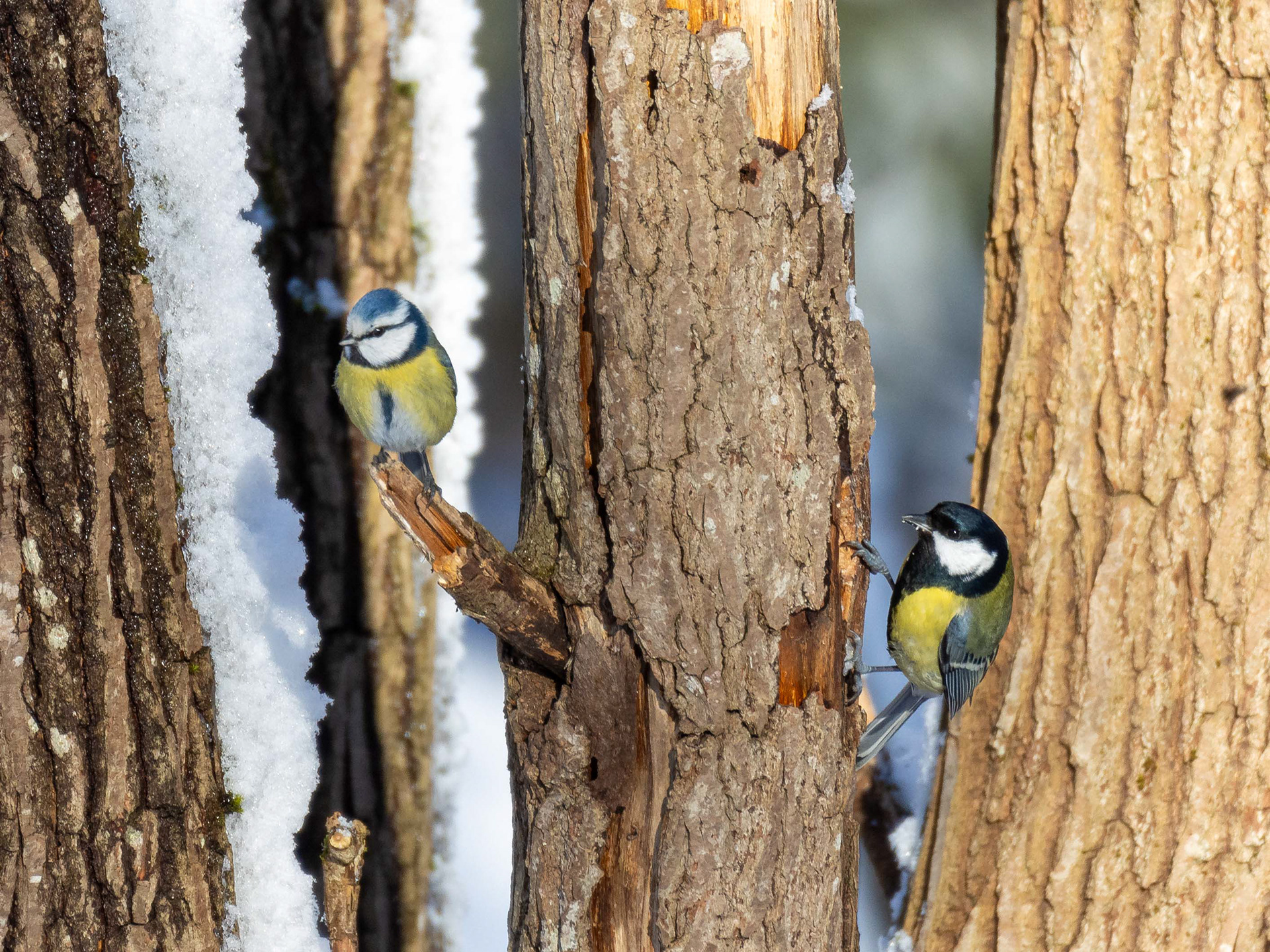 Sinitiainen ja talitiainen (2.2022)