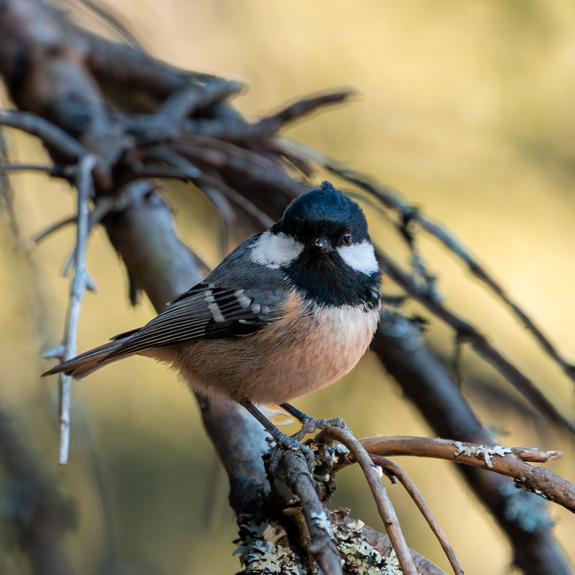 Kuusitiainen (3.2025)