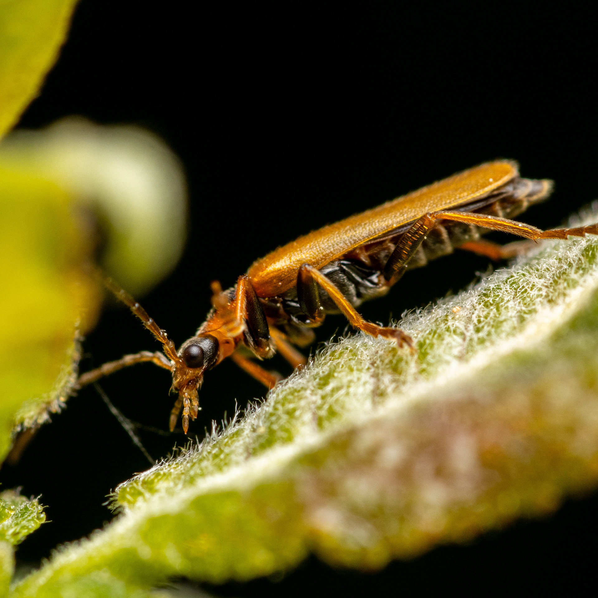 Sylkikuoriainen (13.6.2023)