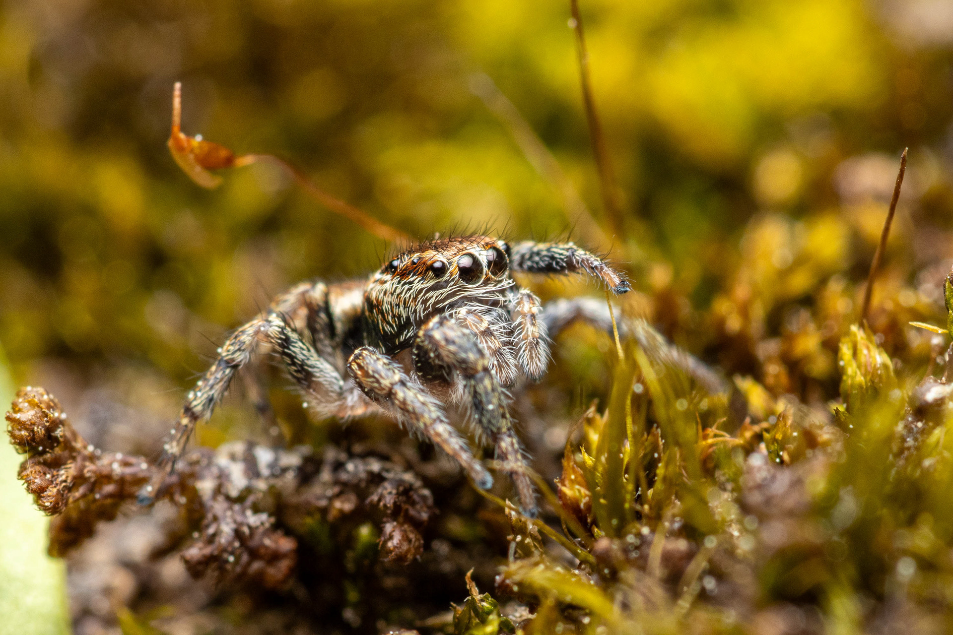 Kangassirppihypykki (9.6.2023)