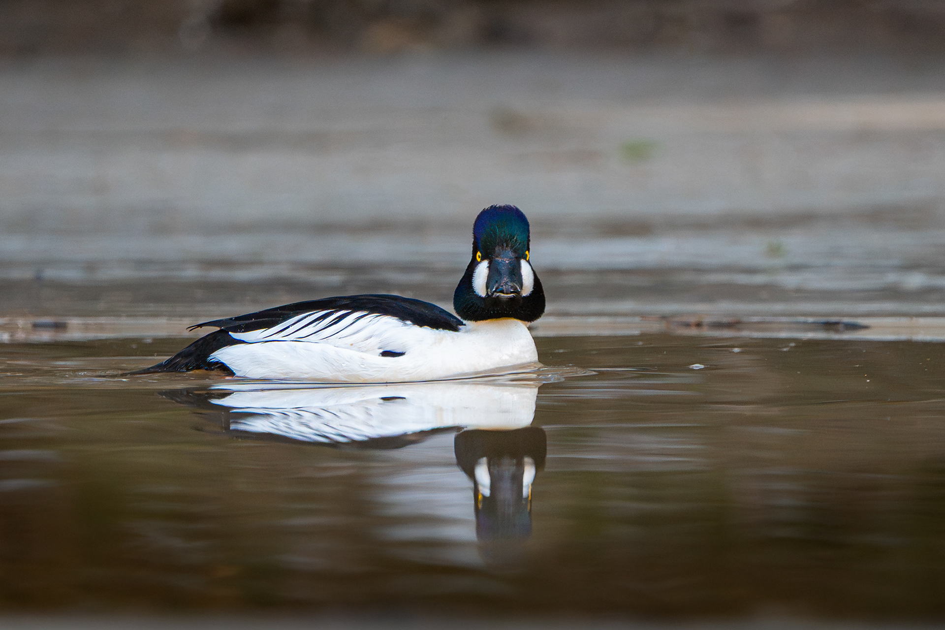 Telkkäkoiras (3.2025)