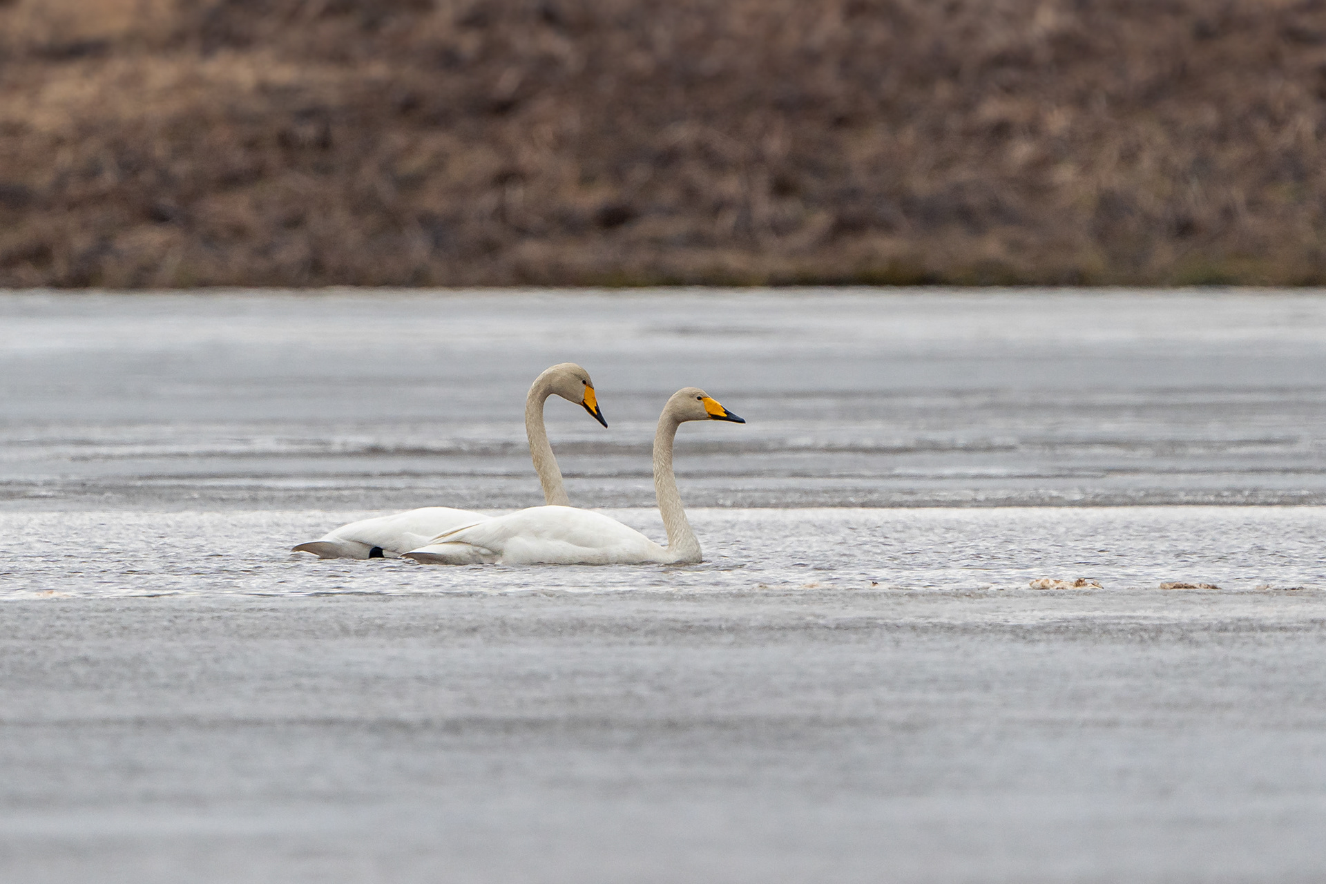 Laulujoutsenpari (4.2024)