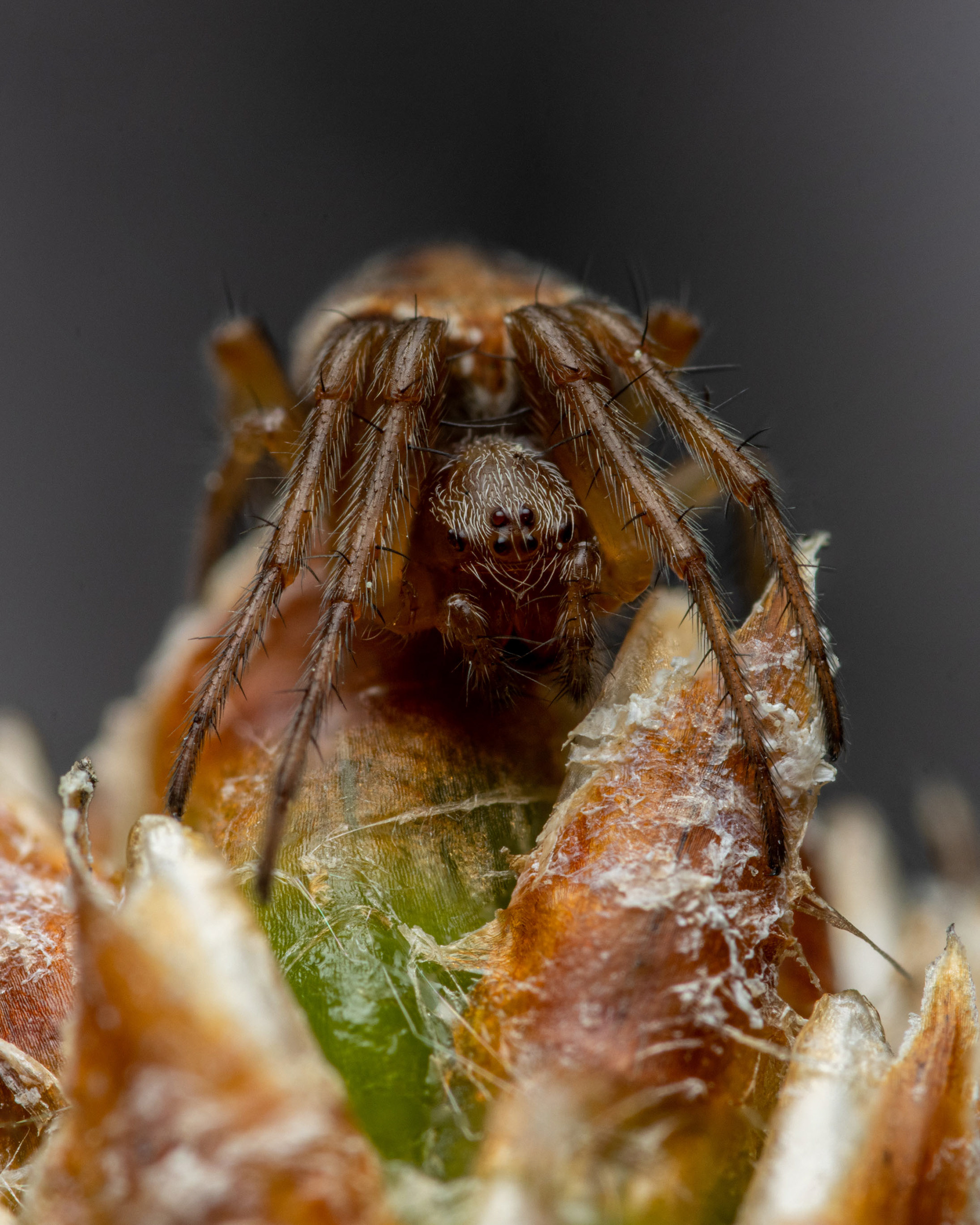 Ristihämähäkki (3.6.2022)