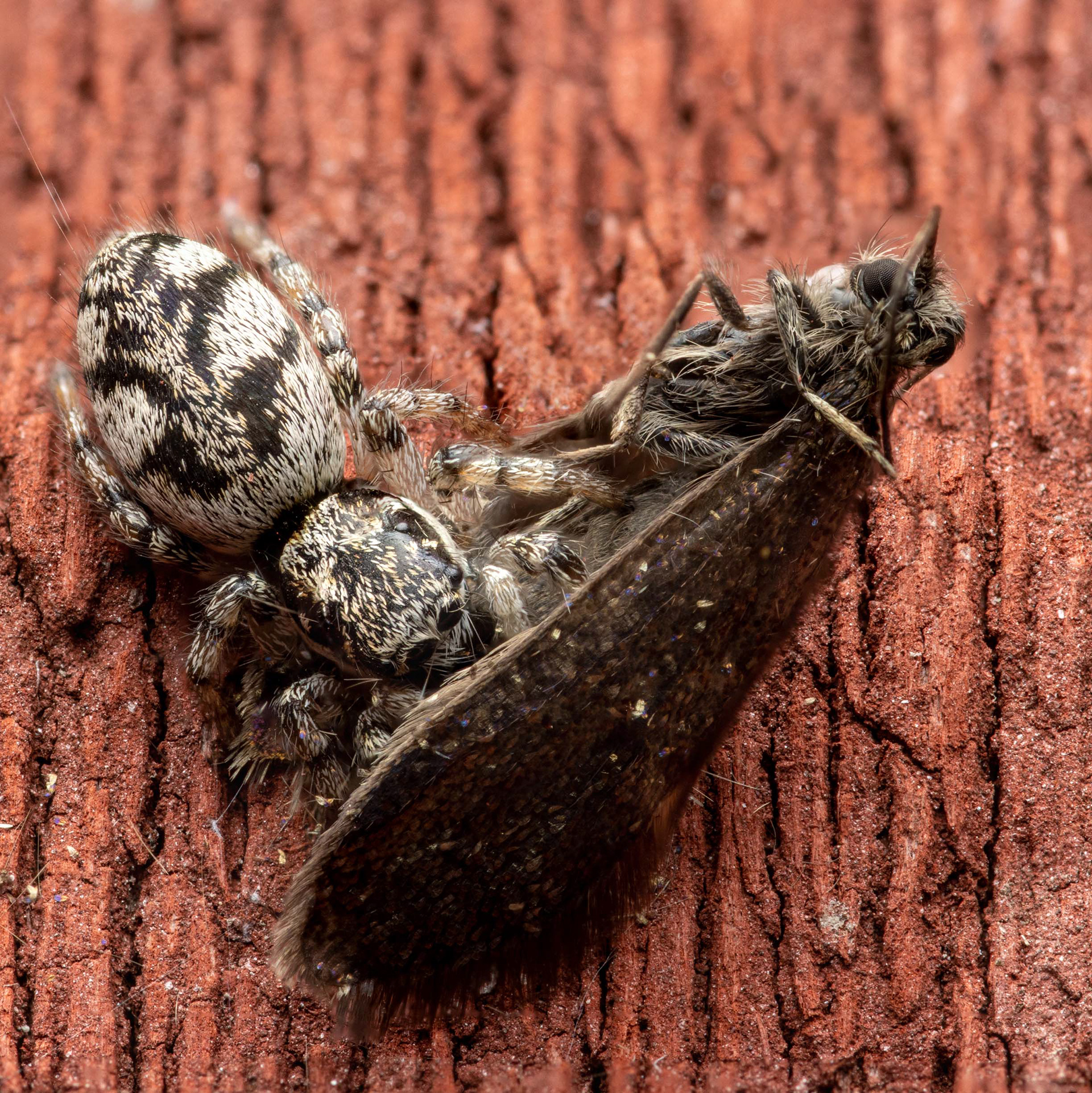 Seinätäplähypykki saaliinsa kanssa (14.5.2022)