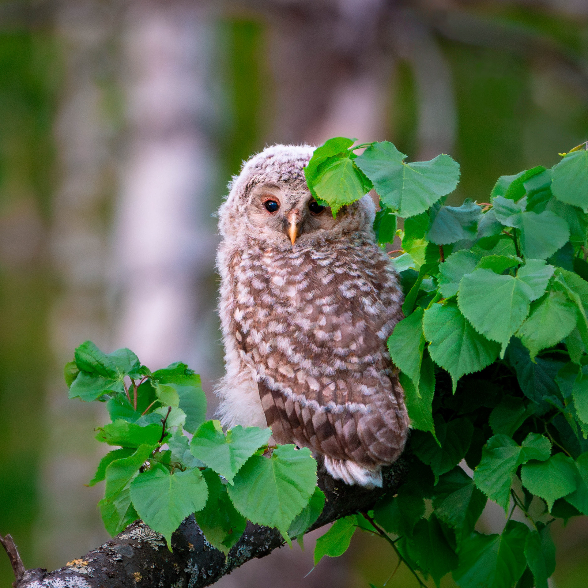 Viirupöllön poikanen (6.2025)