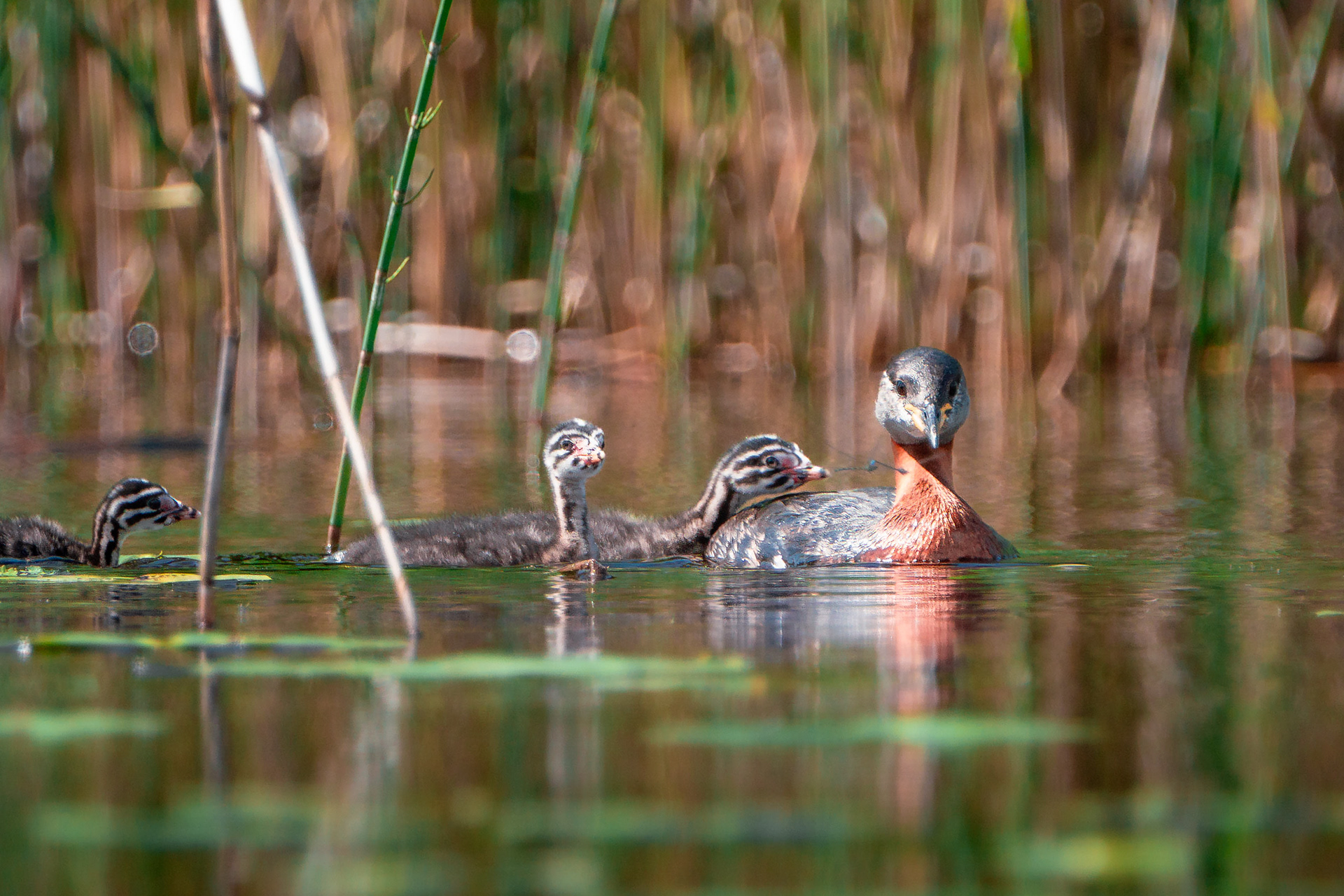 Härkälintupesue (6.2025)