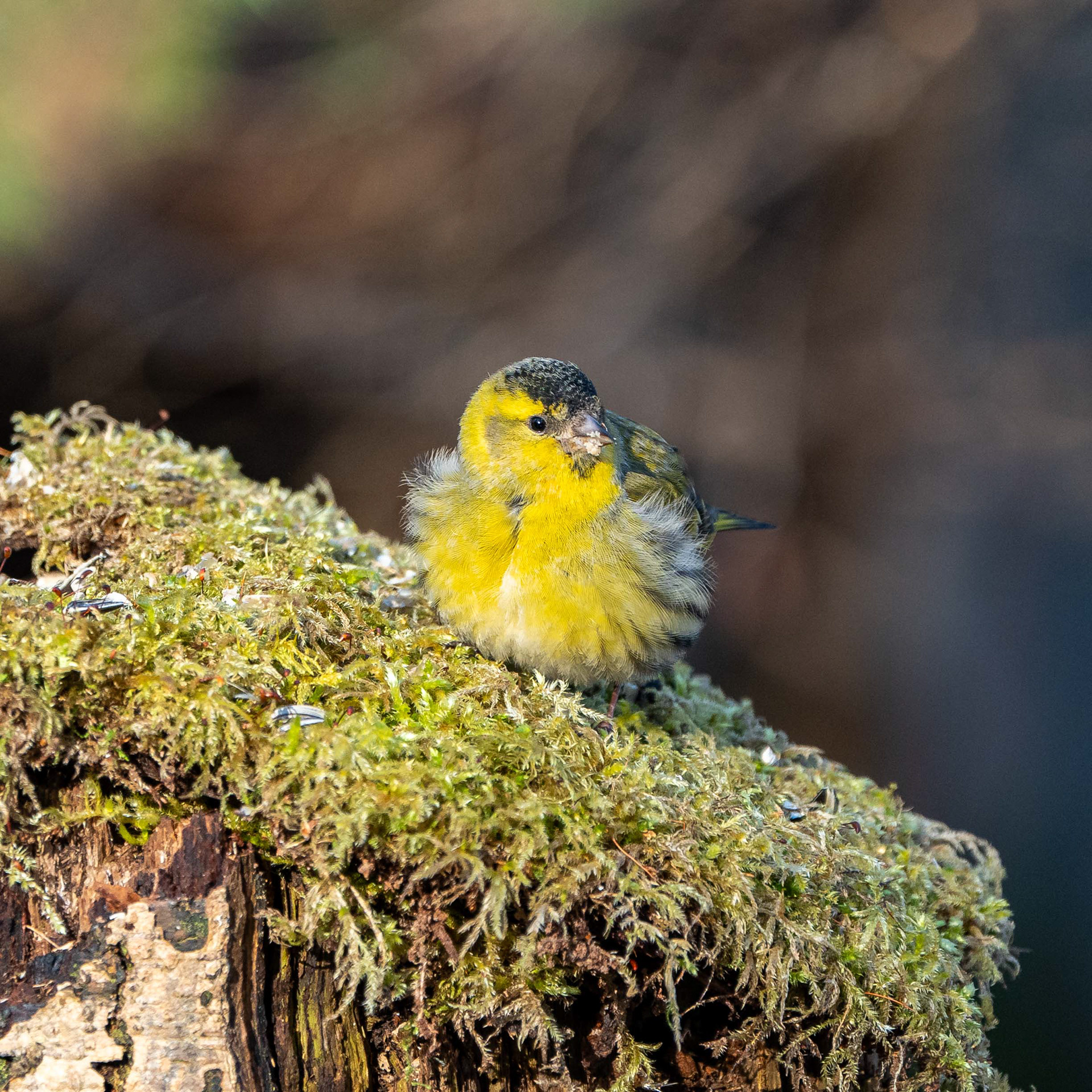 Vihervarpunen (3.2024)