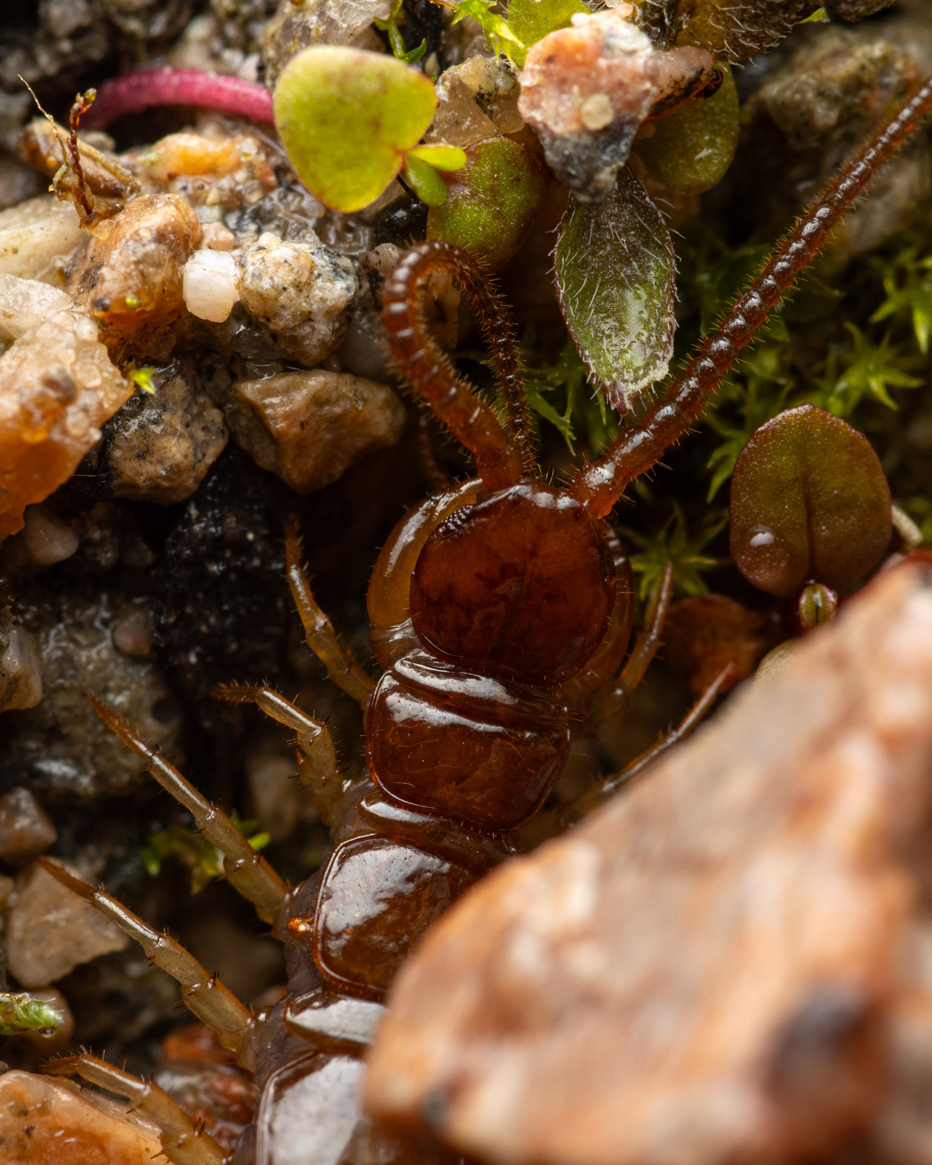 Ruskojuoksiainen (11.9.2021)