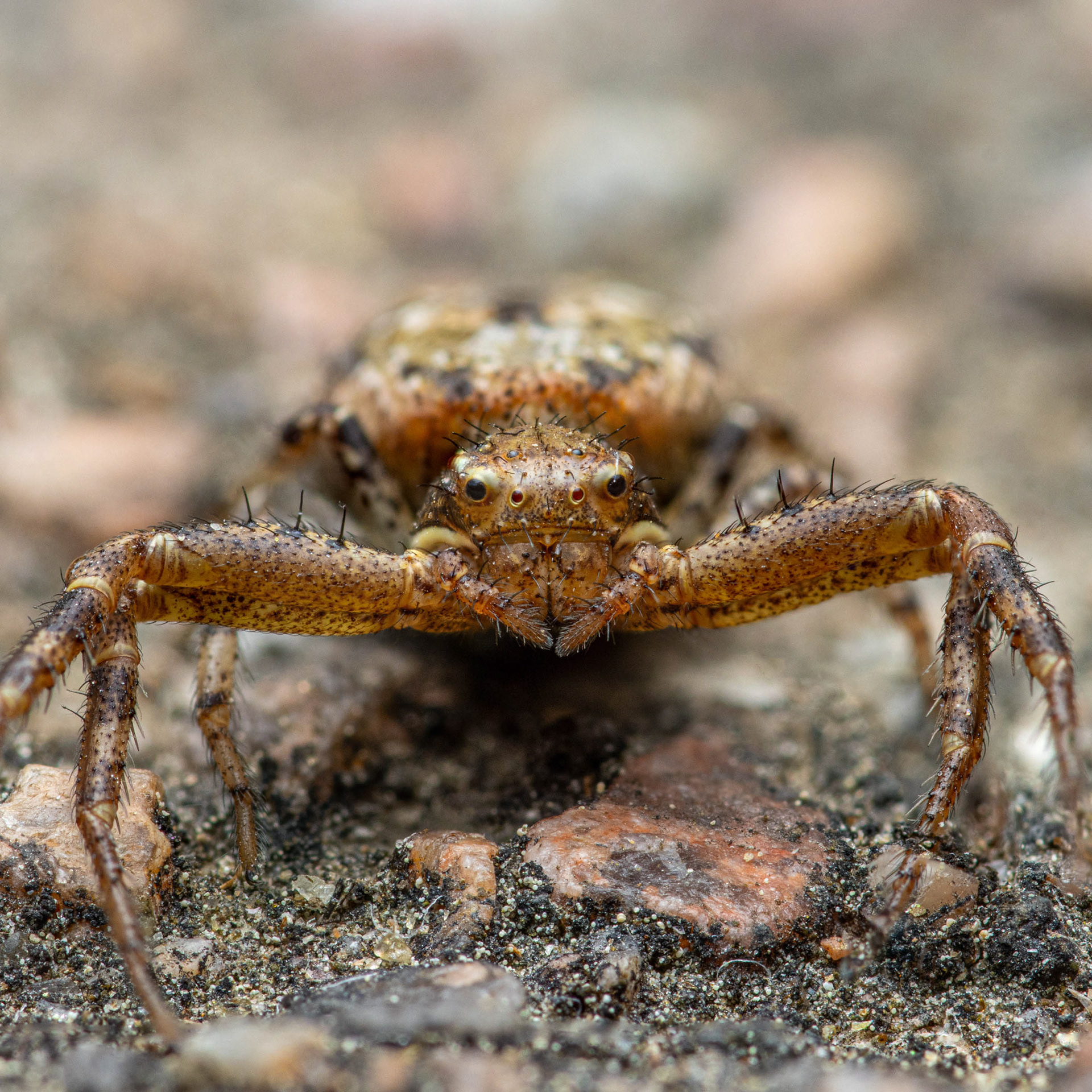 Rapuhämähäkki (19.6.2023)