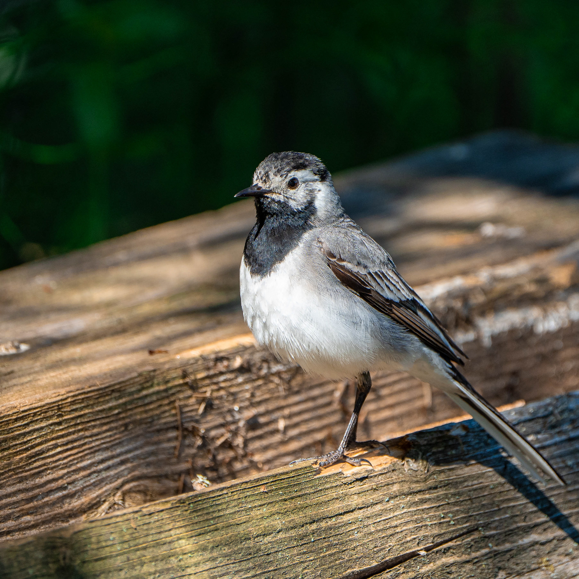 Västäräkki (6.2024)