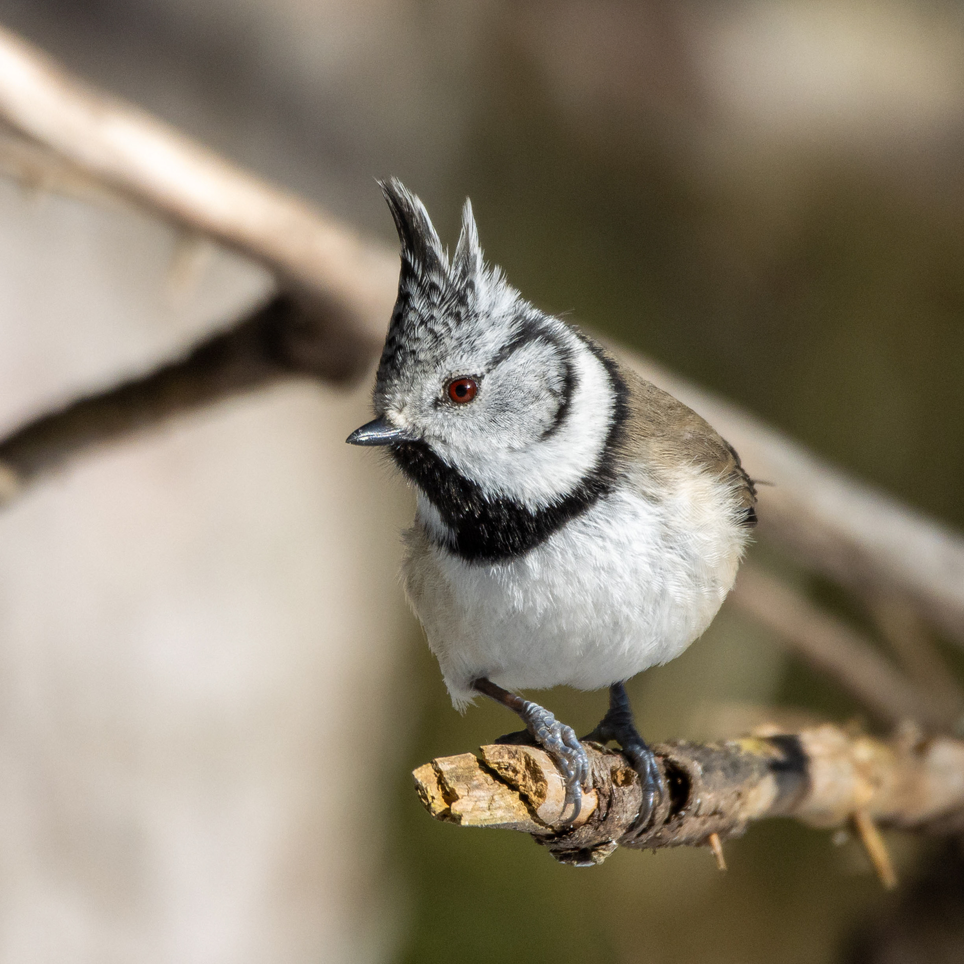 Töyhtötiainen (3.2023)