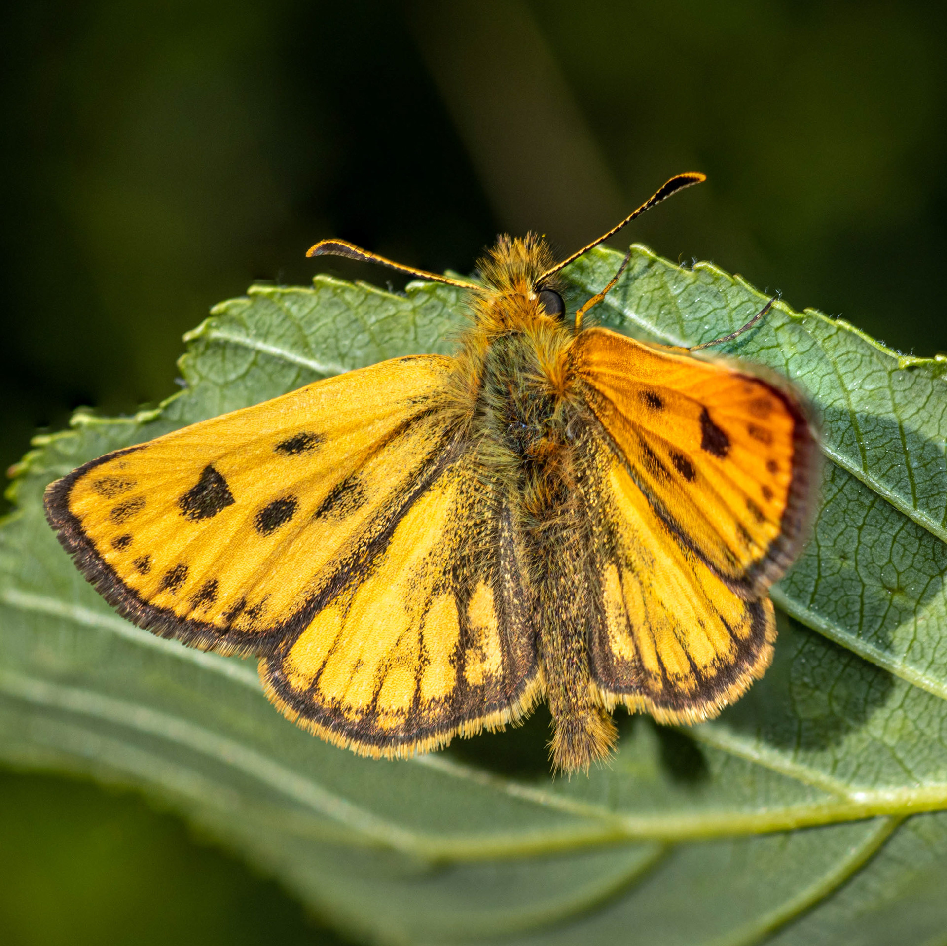 Mustatäplähiipijä (7.6.2022)