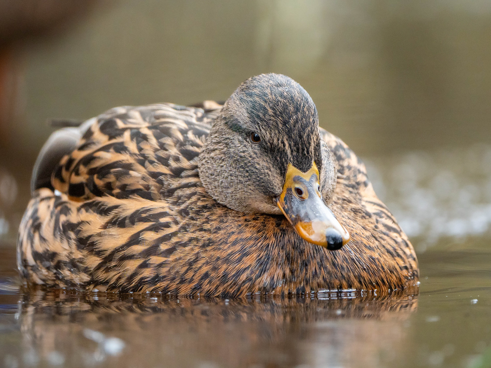 Sinisorsanaaras (10.2023)