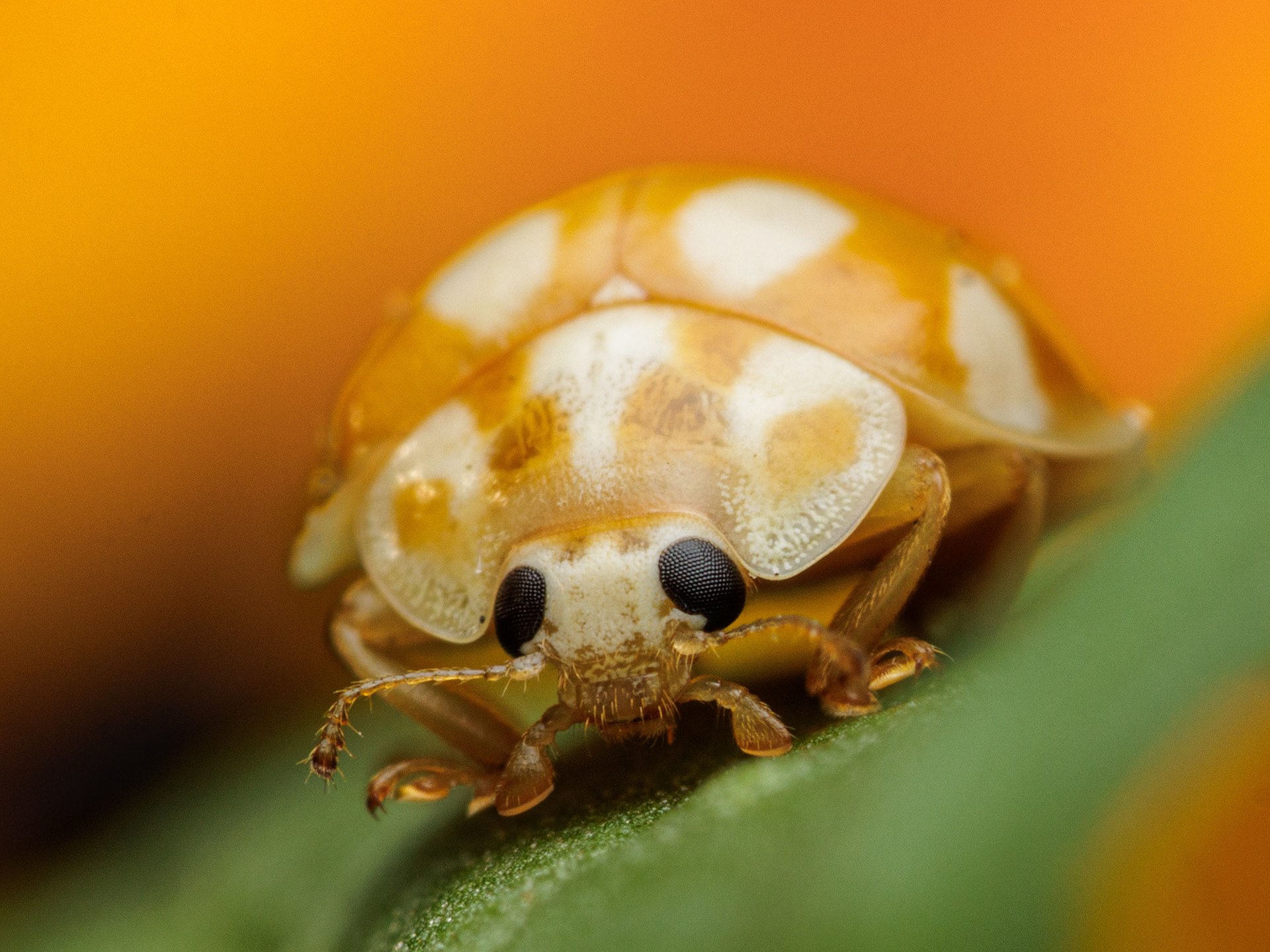 Tuomenpisarpirkko (21.8.2022)