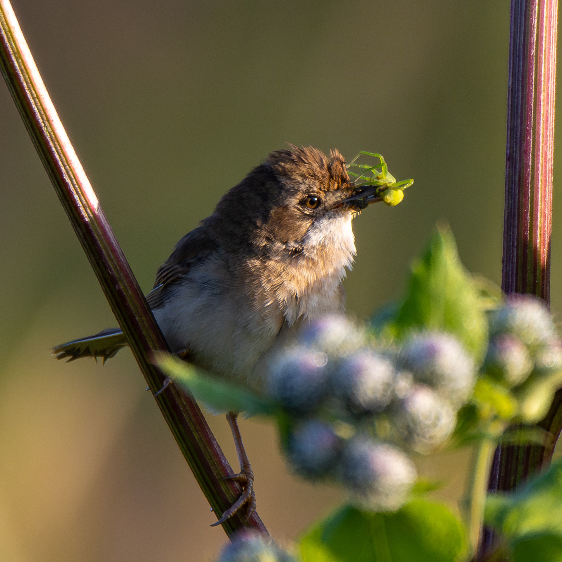 Pensaskerttu ja hämähäkki (6.2023)