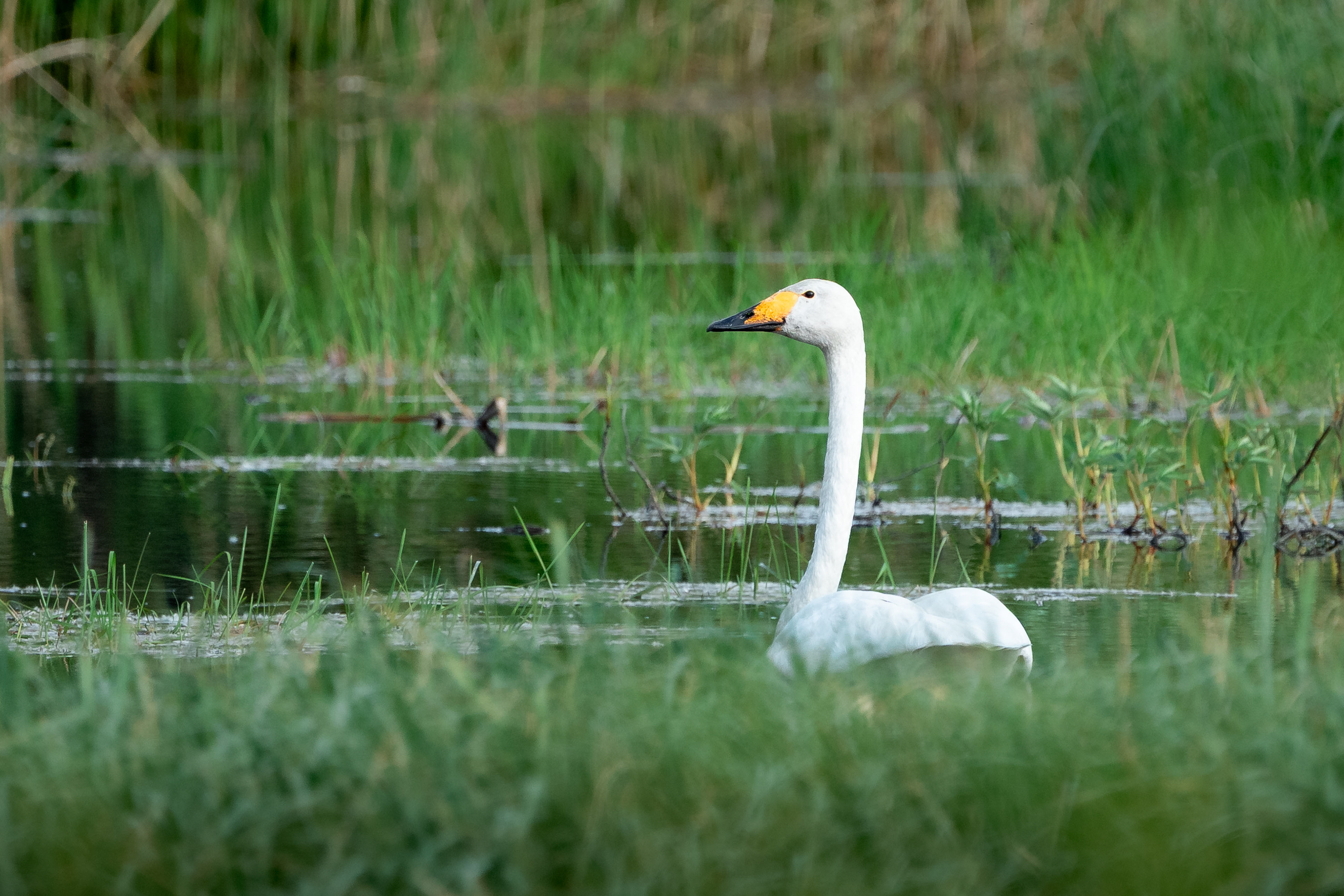 Laulujoutsen (5.2025)
