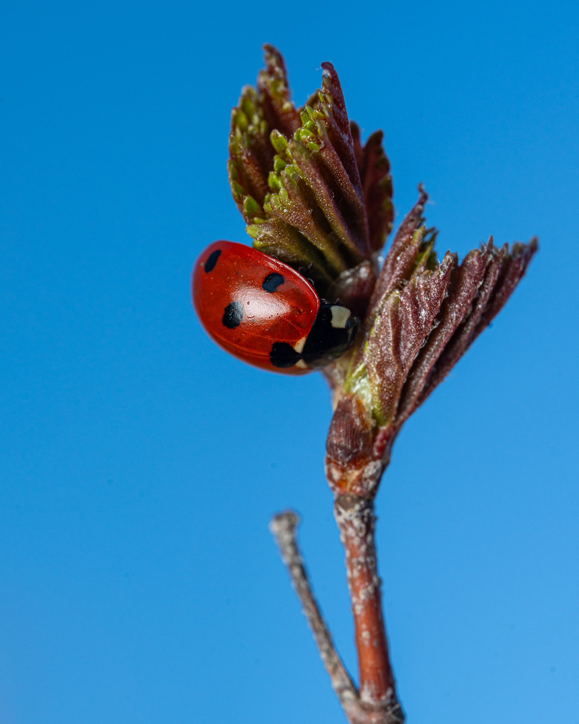Seitsenpistepirkko (1.5.2024)