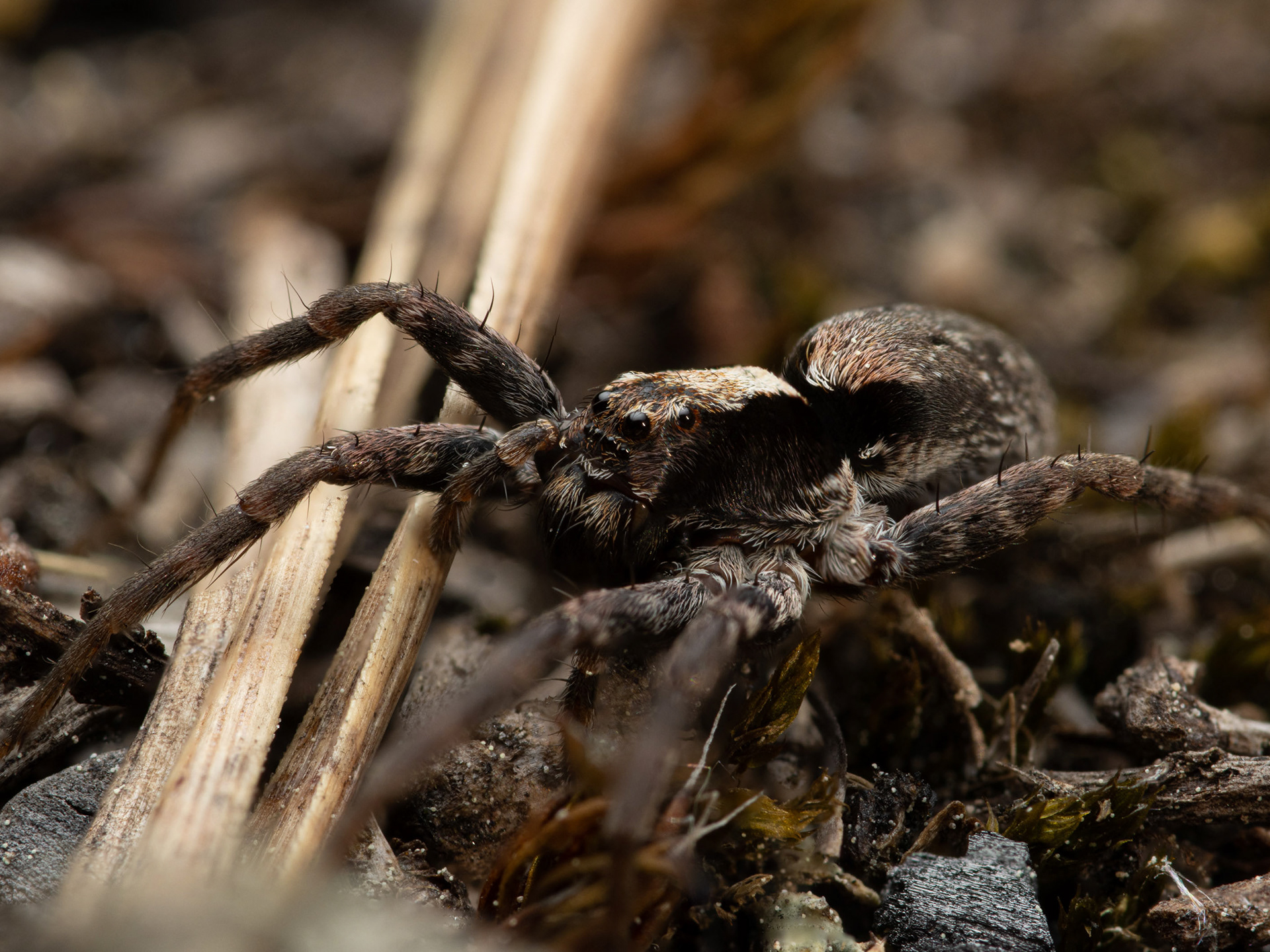 Juoksuhämähäkki (7.6.2022)