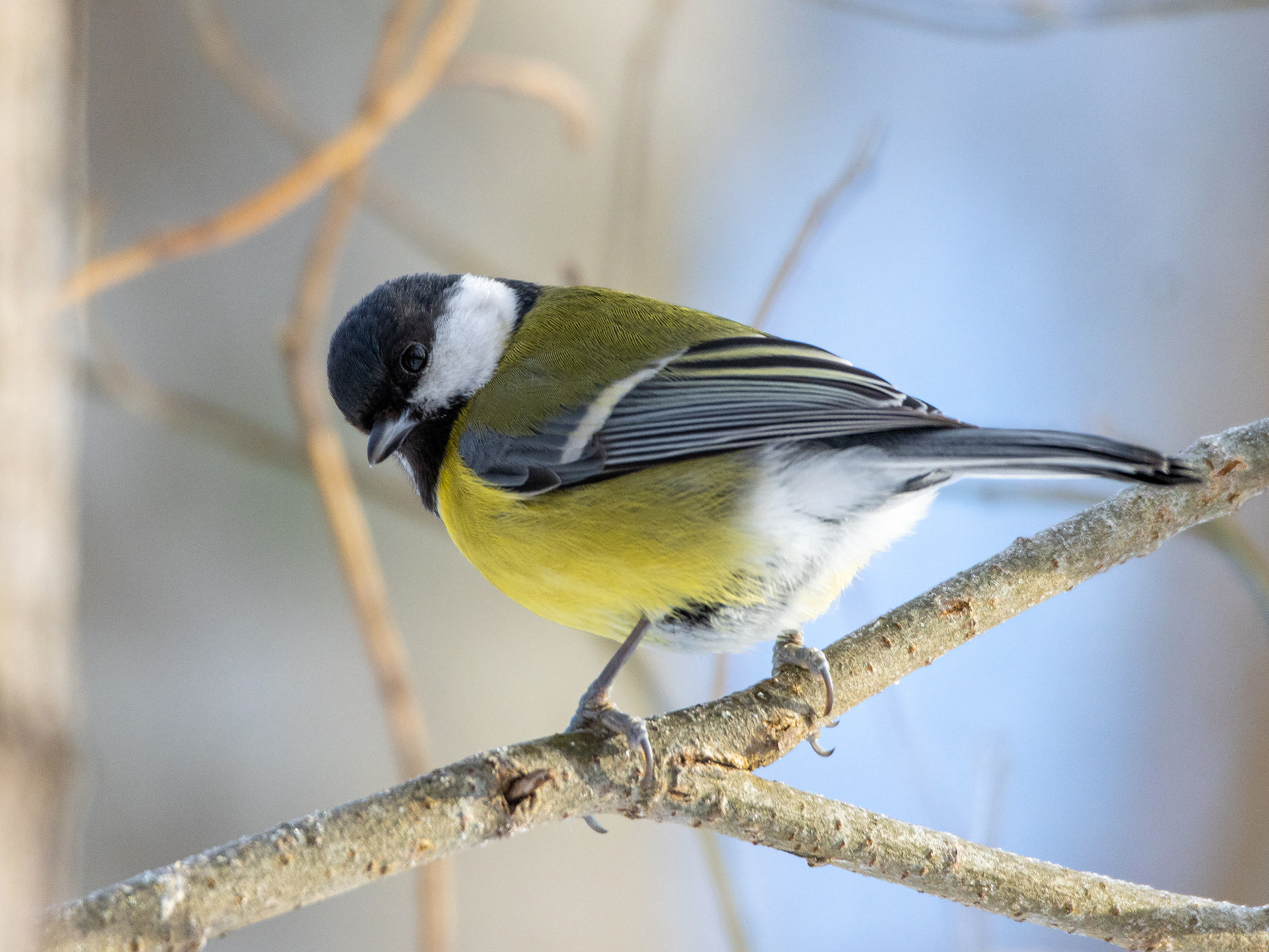 Talitiainen (2.2022)