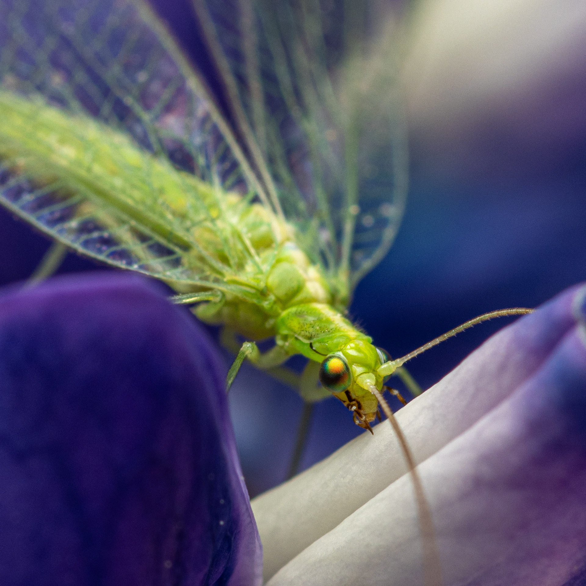 Pihaharsokorento (13.6.2023)