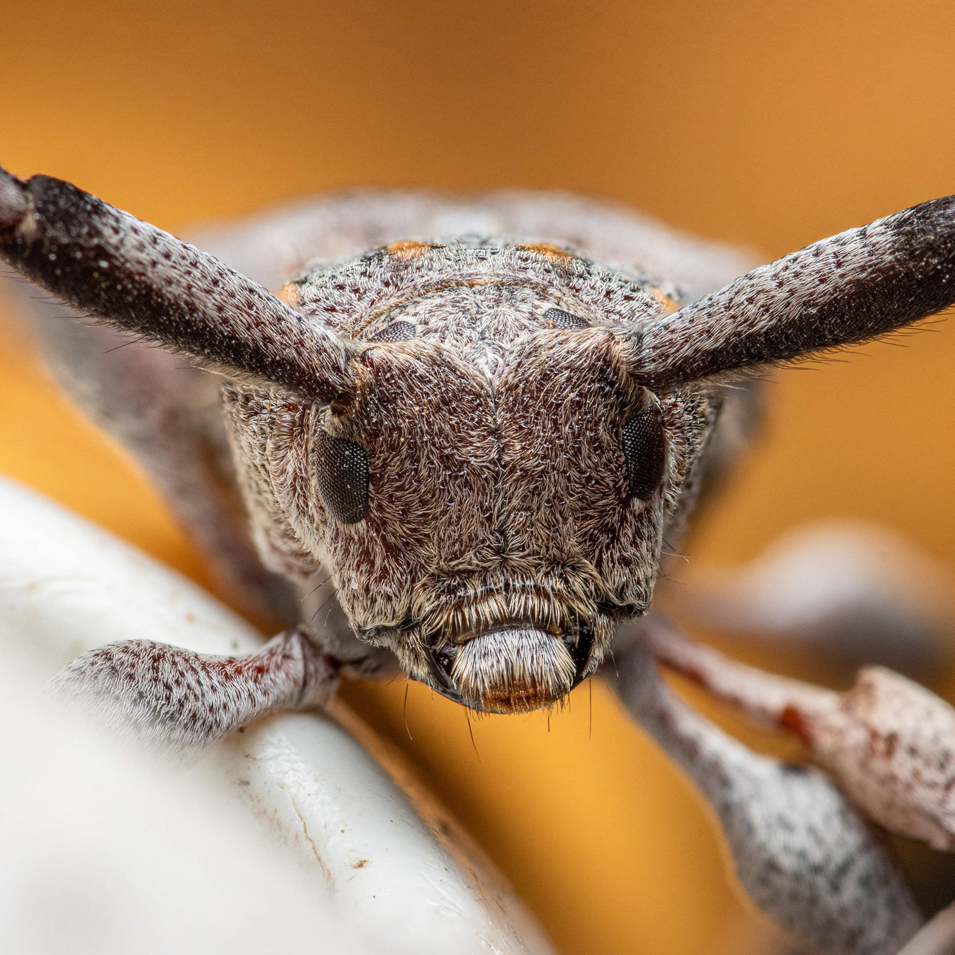 Sarvijaakko (29.8.2023)