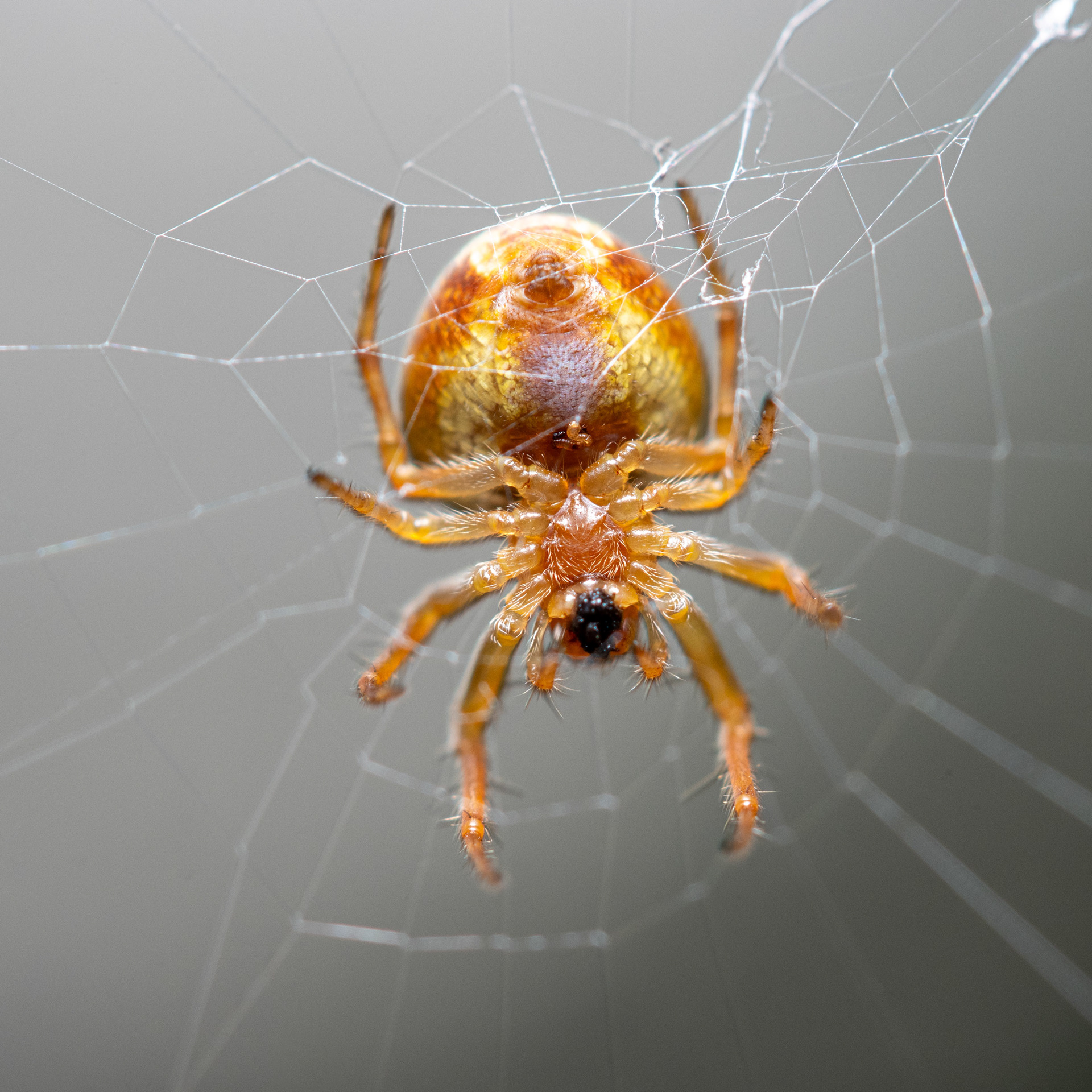 Määrittelemätön hämähäkki (27.6.2021)