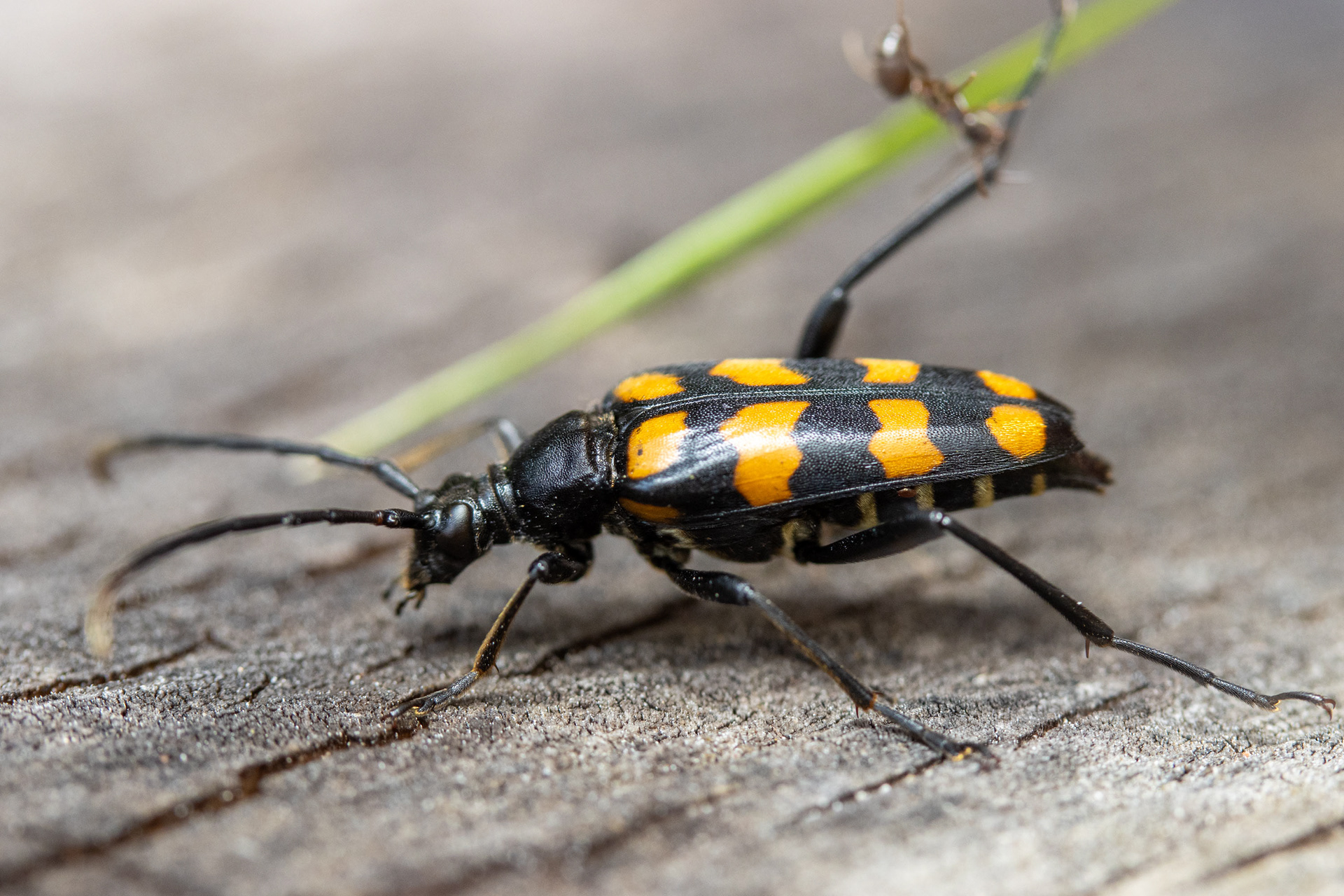 Nelivyöjäärä taistelemassa muurahaisia vastaan (25.6.2021)