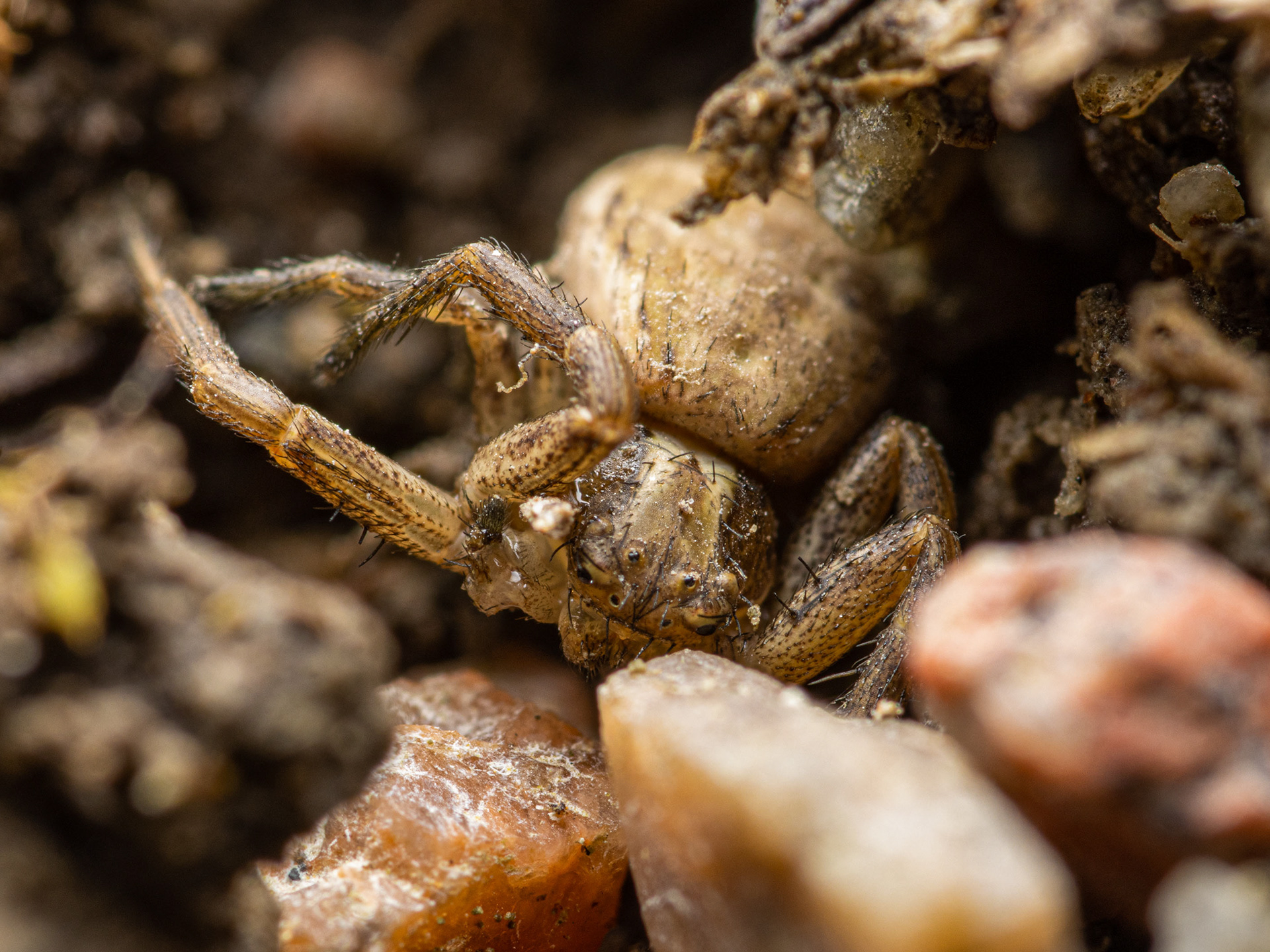 Rapuhämähäkki (19.9.2021)