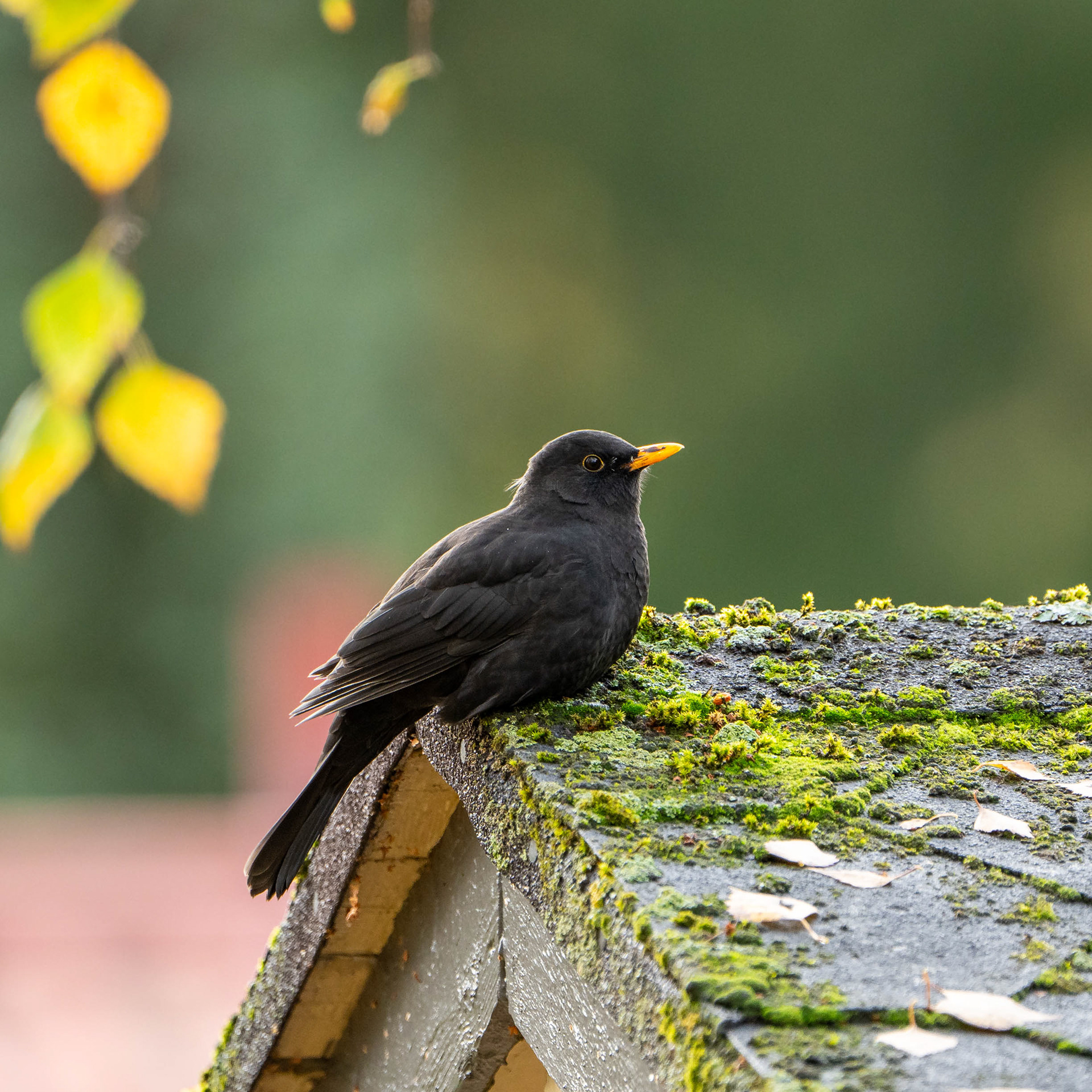 Mustarastas (10.2023)