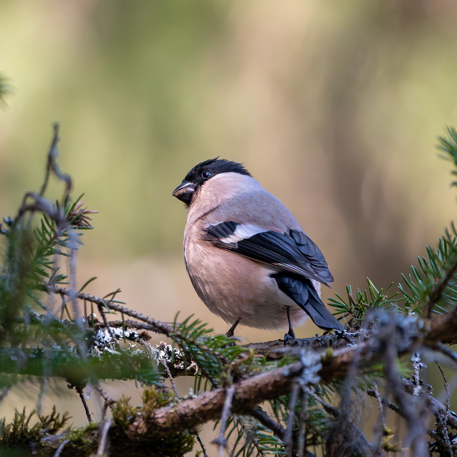 Punatulkkunaaras (3.2025)